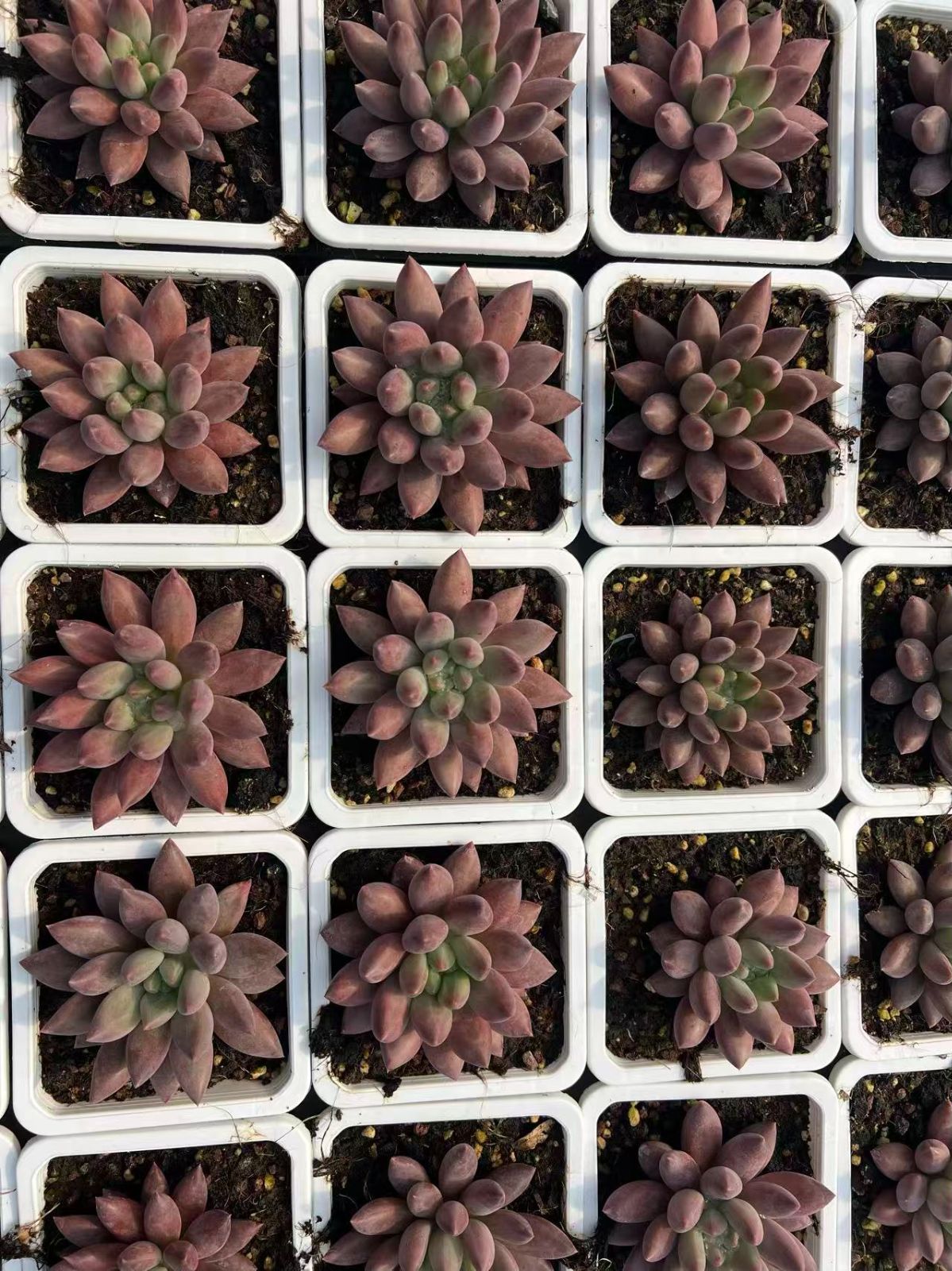 多肉植物エケベリア　チェリークイーン　抜き苗 多肉植物エケベリア チェリークイーン 抜き苗 多肉植物エケベリア