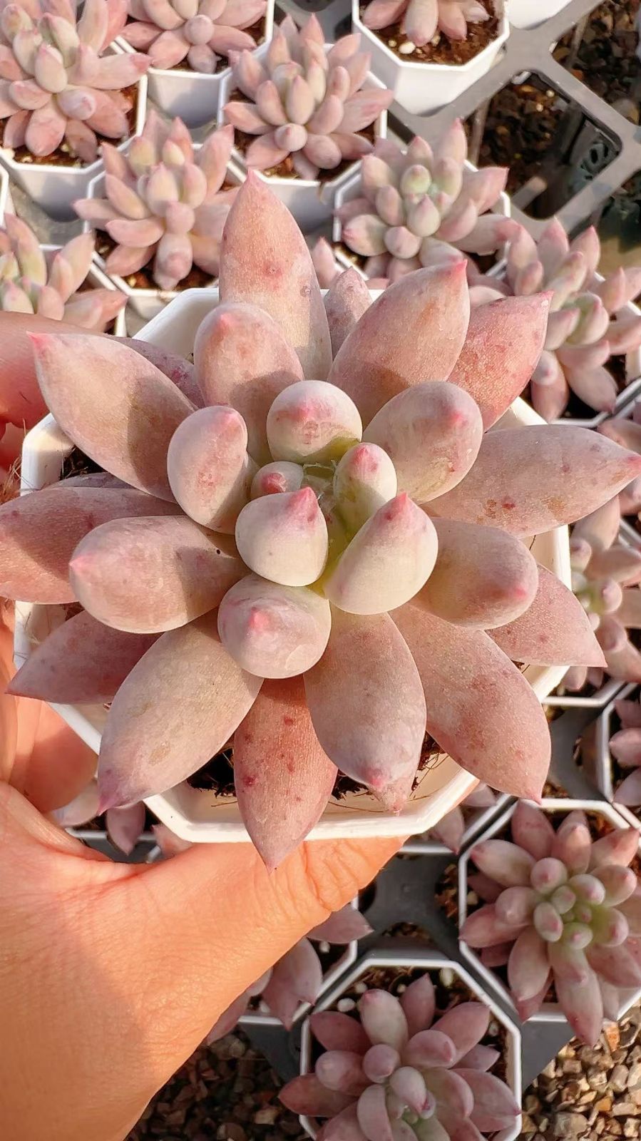 50株の抜き苗セット】ピンクハス 多肉植物 佐川急便発送 エケベリア