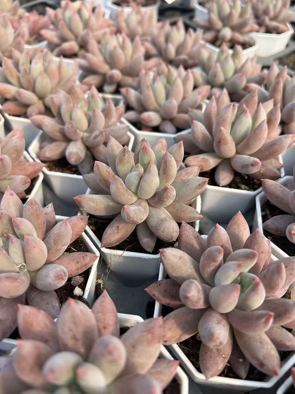 50株の抜き苗セット】ピンクハス 多肉植物 佐川急便発送 エケベリア