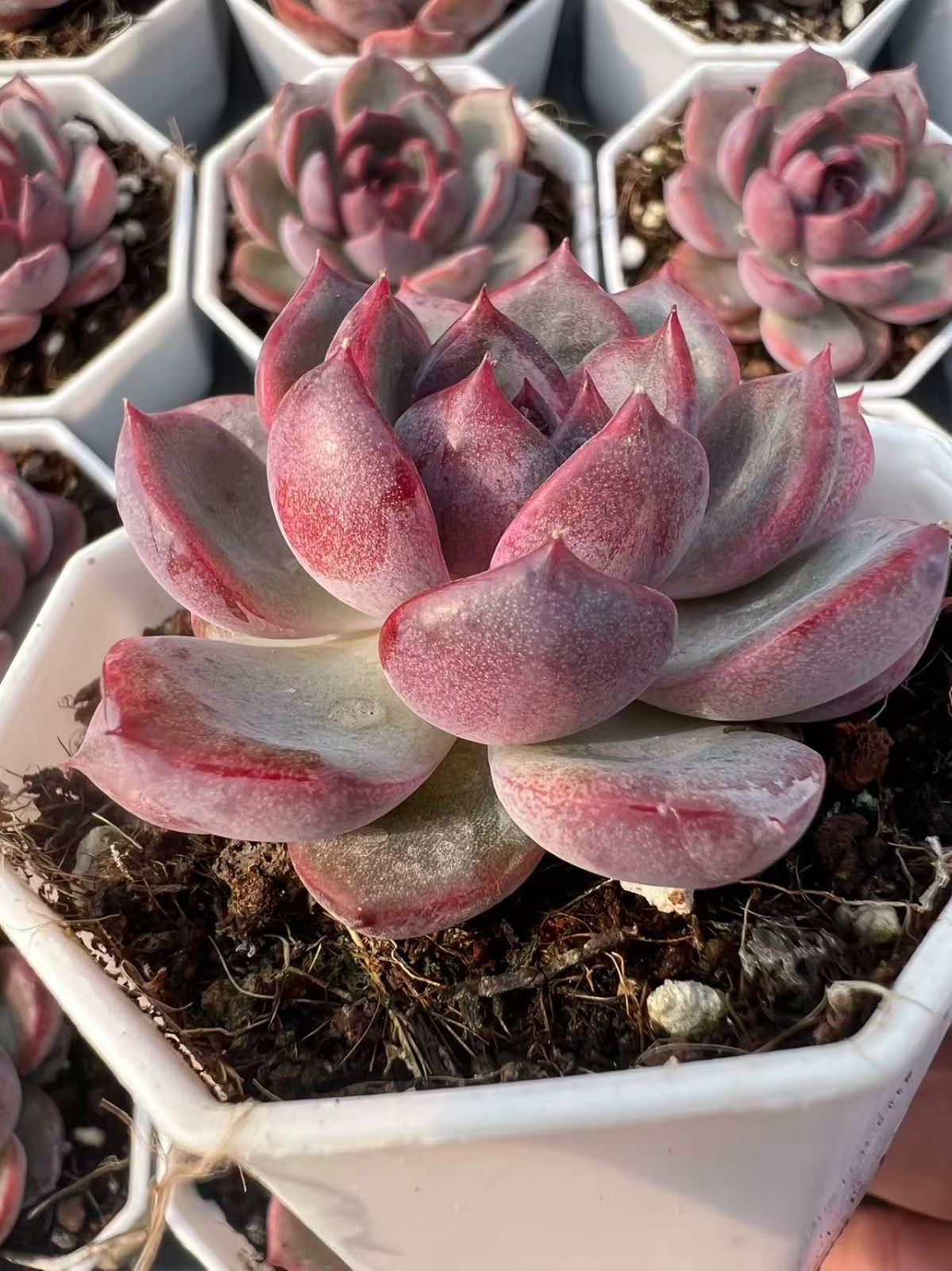 50株の抜き苗セット】ブラックオレンジ 多肉植物 佐川急便発送