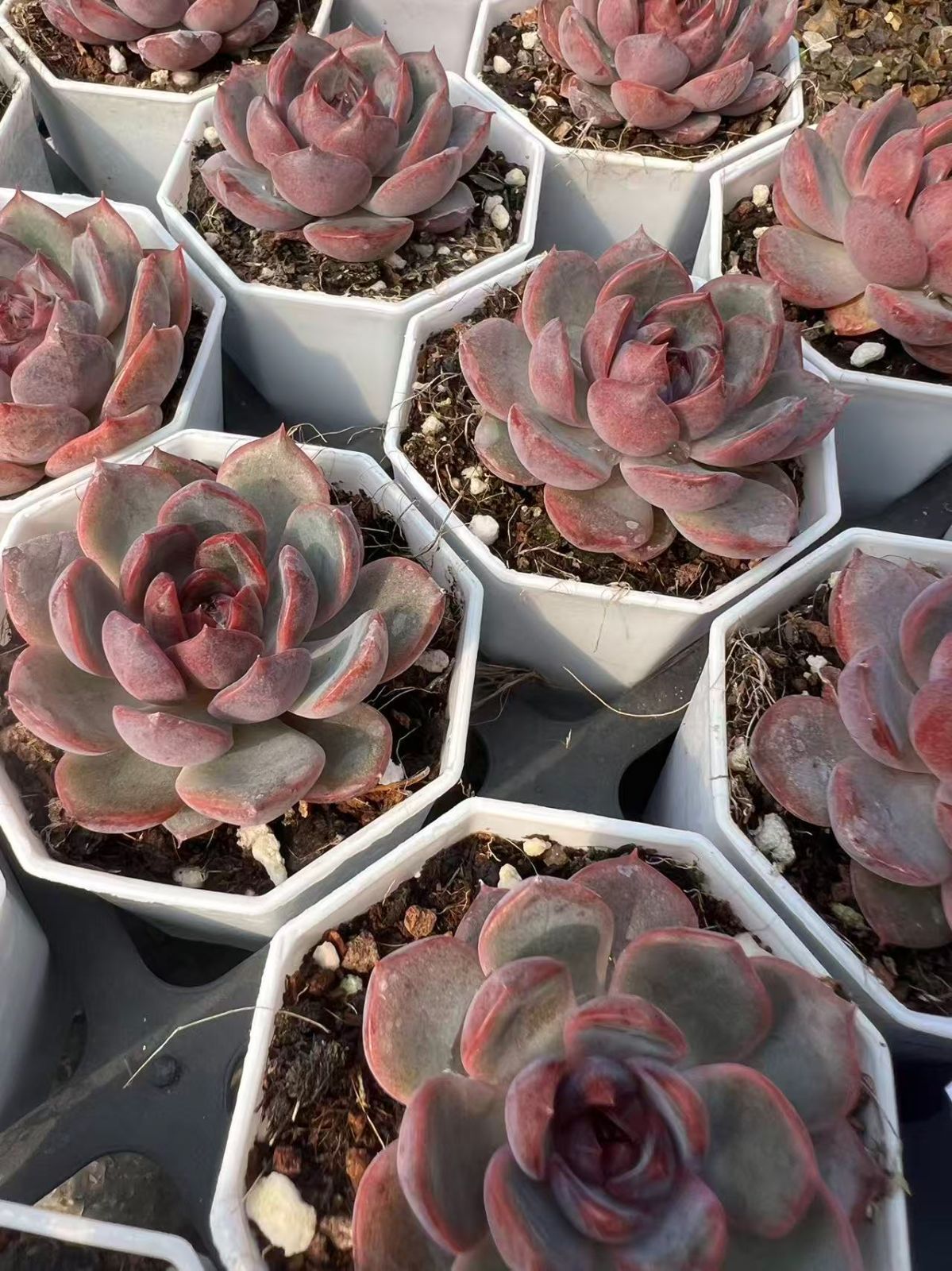 50株の抜き苗セット】ブラックオレンジ 多肉植物 佐川急便発送