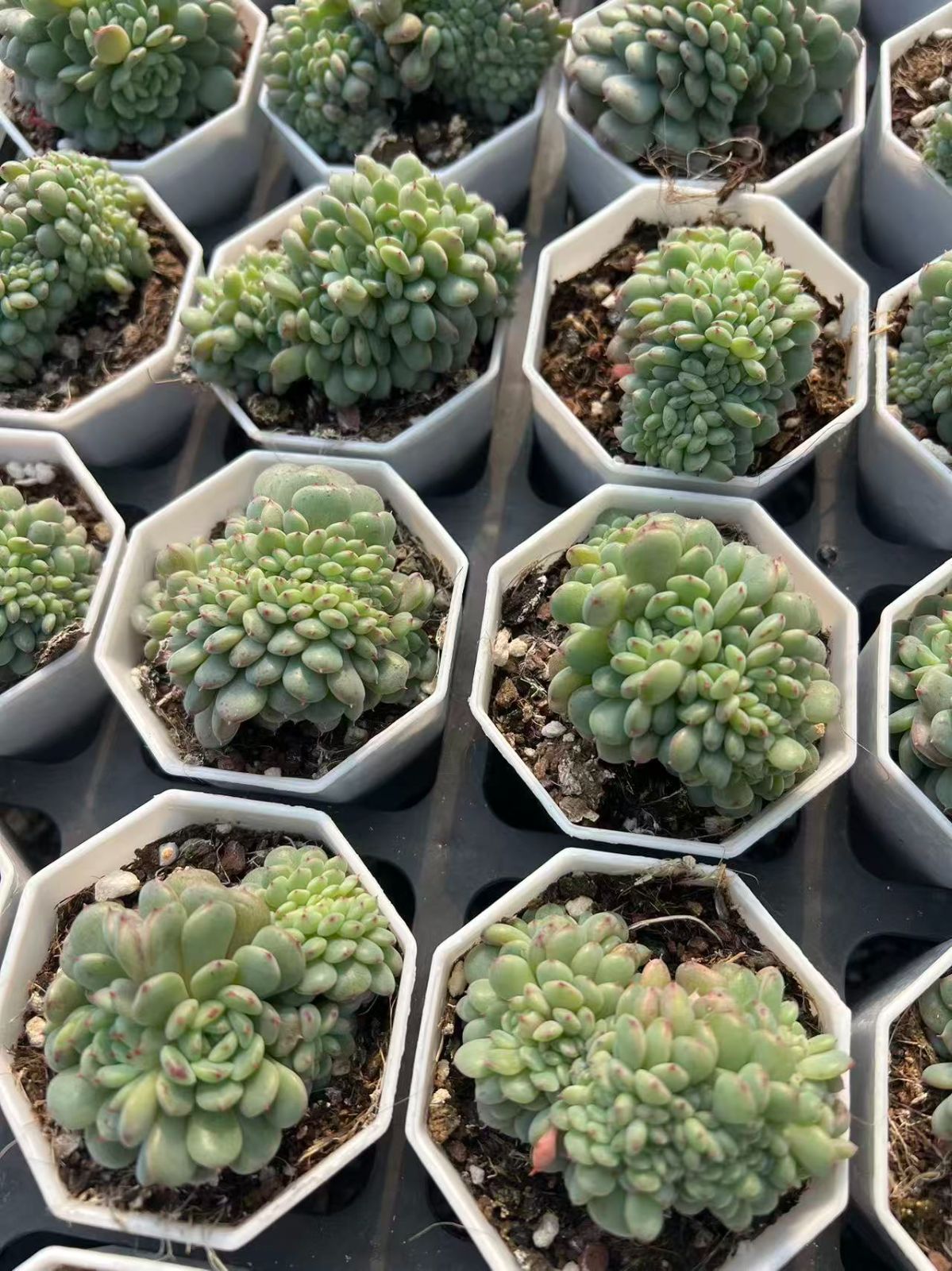 25株の抜き苗セット】ホーニー石化 多肉植物 佐川急便発送 エケベリア