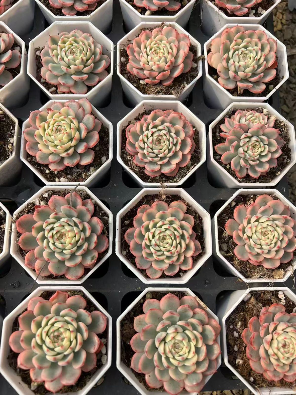 50株の抜き苗セット】ブルミニマ錦 多肉植物 佐川急便発送 エケベリア