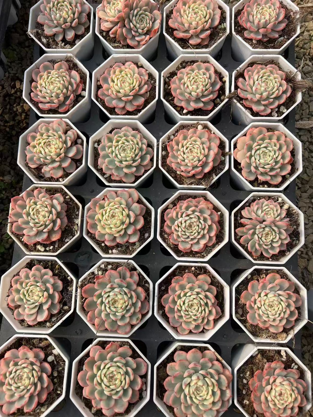 50株の抜き苗セット】ブルミニマ錦 多肉植物 佐川急便発送 エケベリア