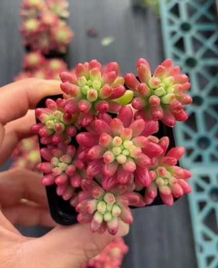 新入荷 虹の玉錦 YL15×50苗 土鉢付き 多肉植物 エケベリア サボテン