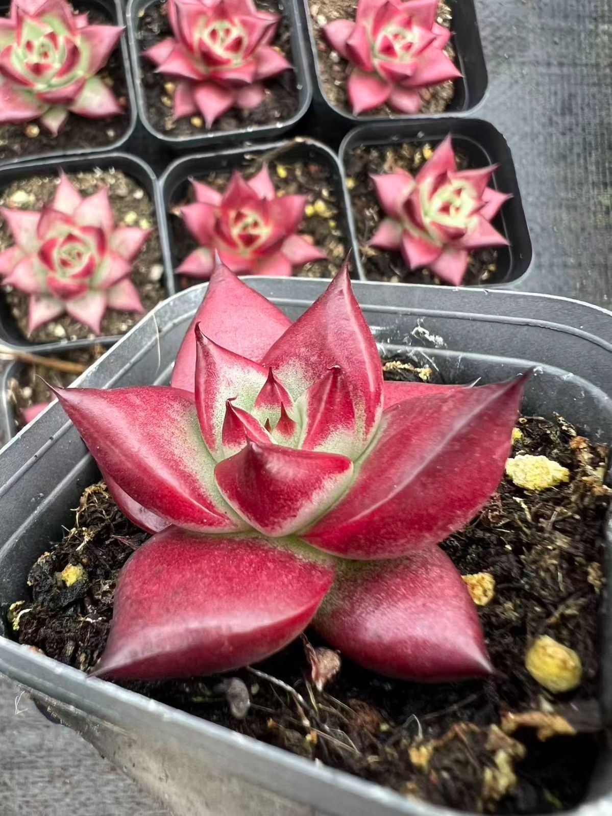 50株の抜き苗セット】紅檀印鑑 多肉植物 佐川急便発送 エケベリア 韓国