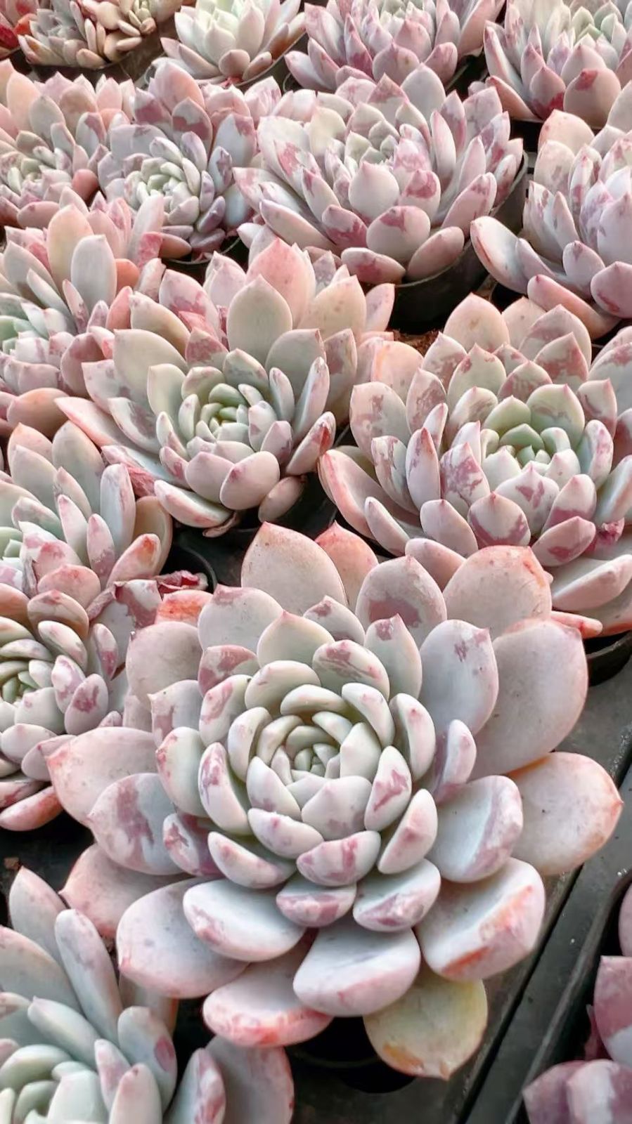 50株の抜き苗セット】ピンクローズ 多肉植物 佐川急便発送 エケベリア