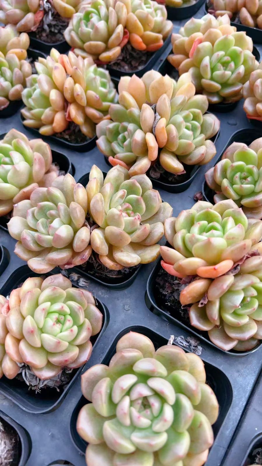 No.517 ❁ロンリーダック❁ 抜き苗 多肉植物 寄せ植え No.517 ❁ロンリーダック❁ 抜き苗 多肉植物 寄せ植え No.517 ❁ロンリー