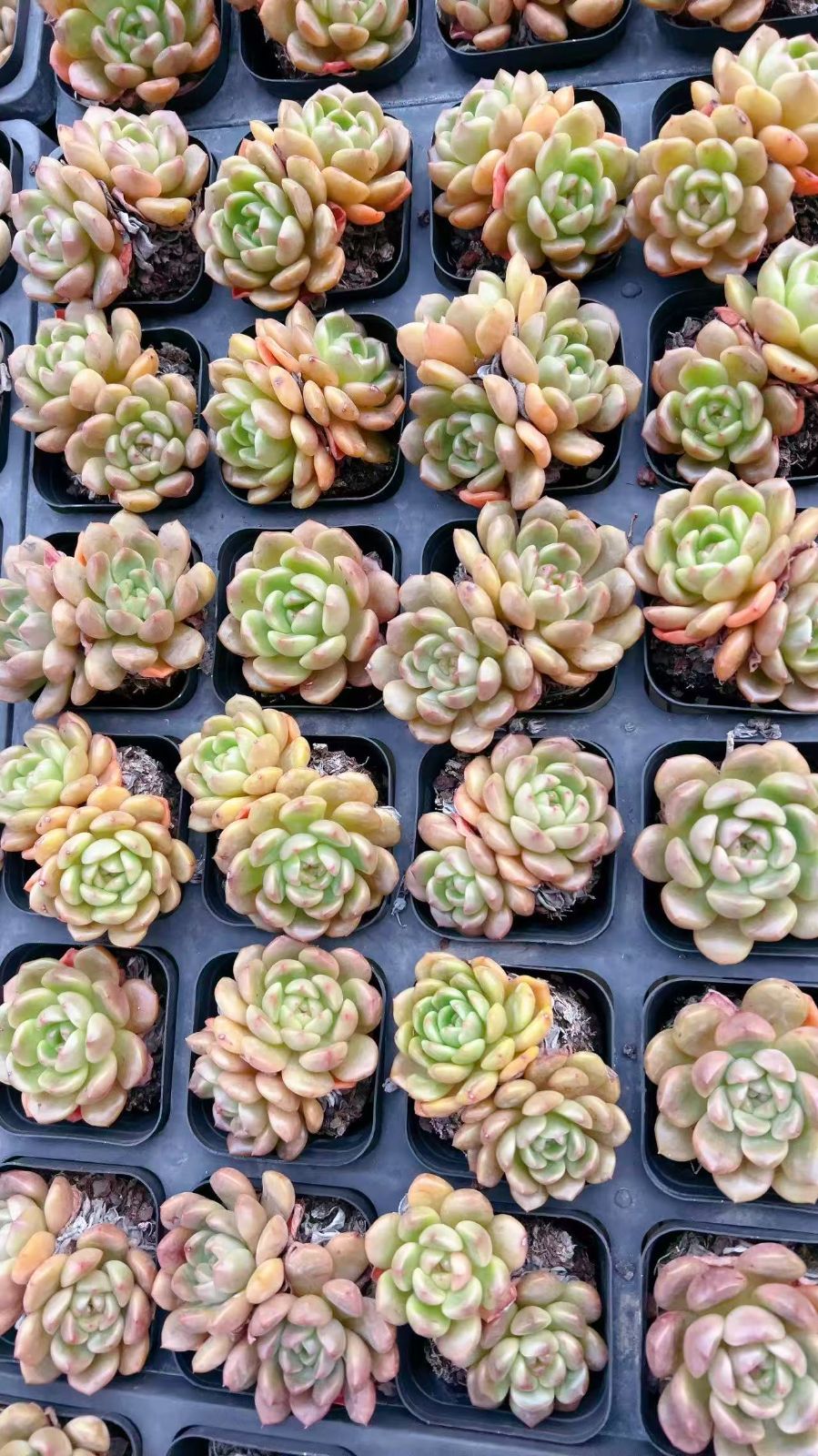 50株の抜き苗セット】グリーンダック 多肉植物 佐川急便発送