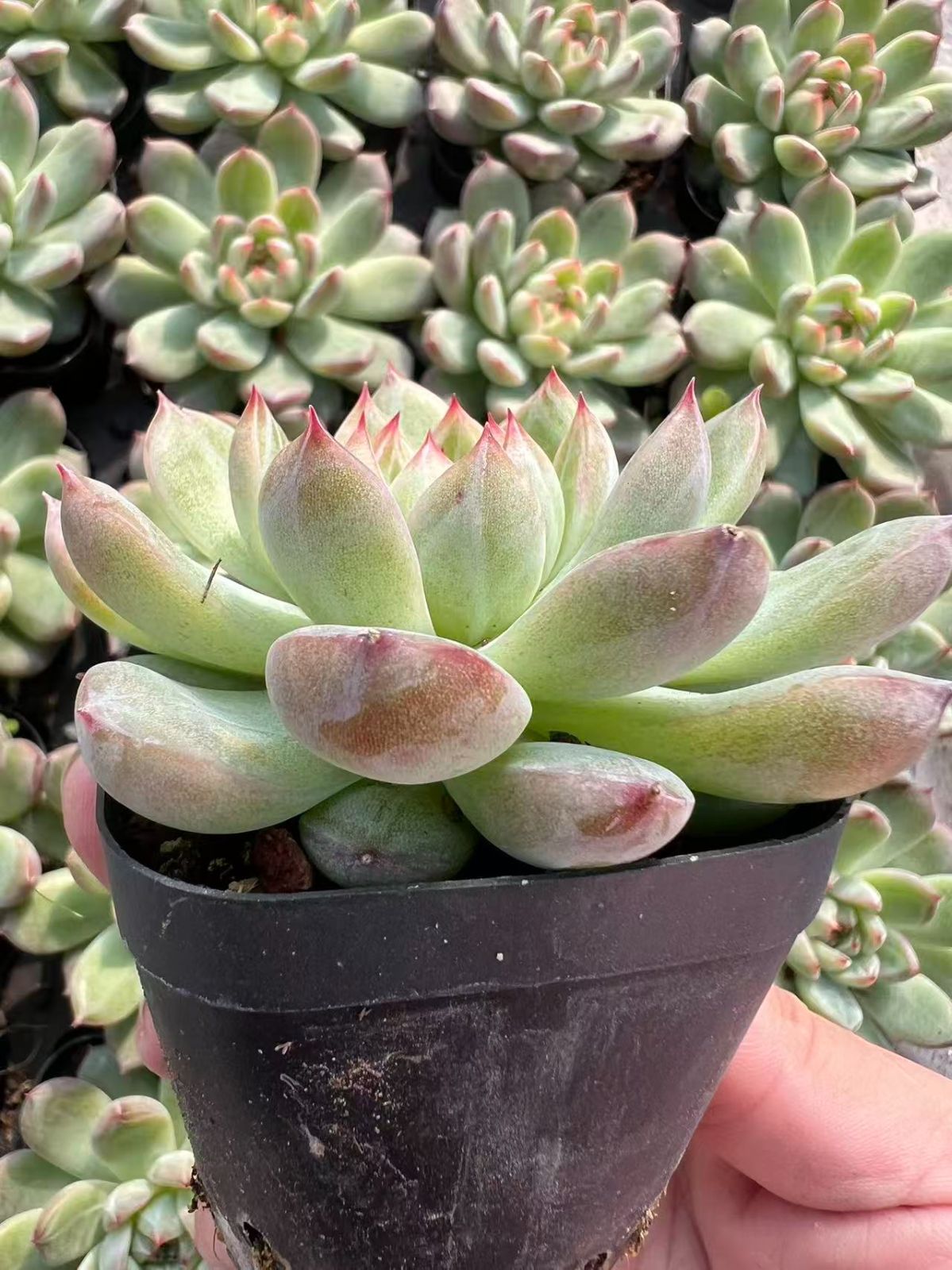 多肉植物　エボニー　韓国苗 多肉植物 エボニー 韓国苗 ☆2000円以上送料無料☆アガボイデスエボニー