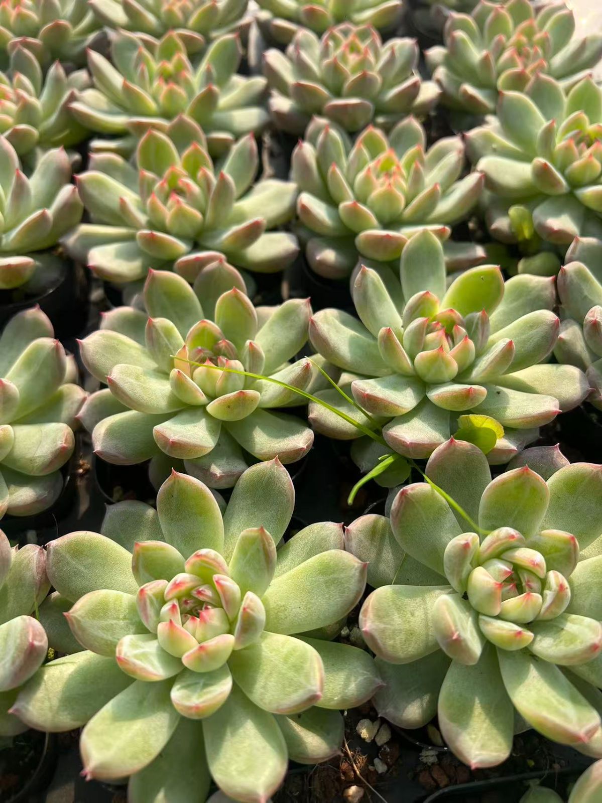 50株の抜き苗セット】スノー・ジェニー 多肉植物 佐川急便発送