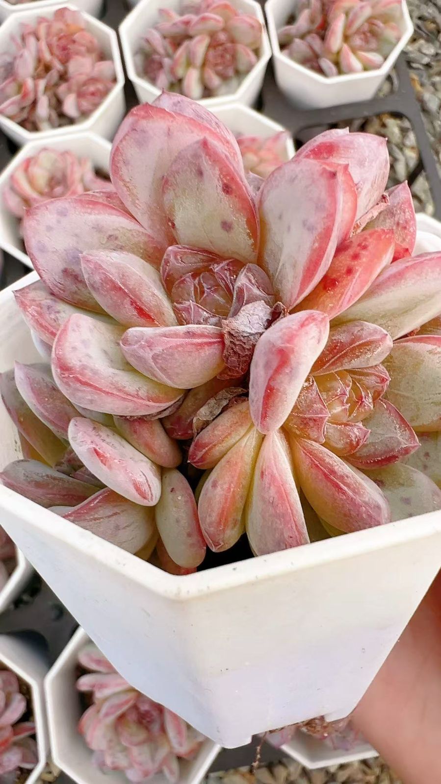 50株の抜き苗セット】スタージェニー 多肉植物 佐川急便発送