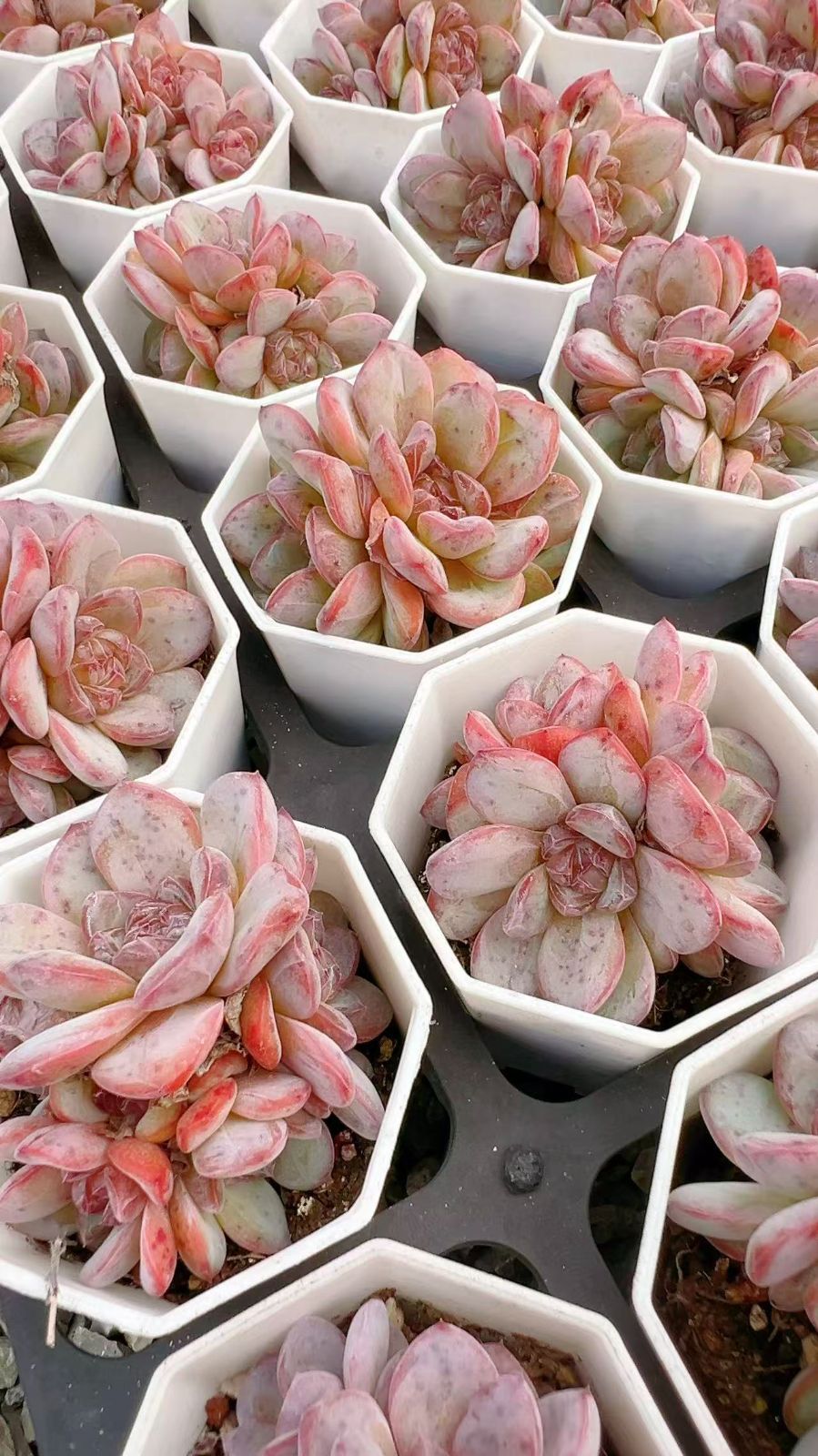 50株の抜き苗セット】スタージェニー 多肉植物 佐川急便発送