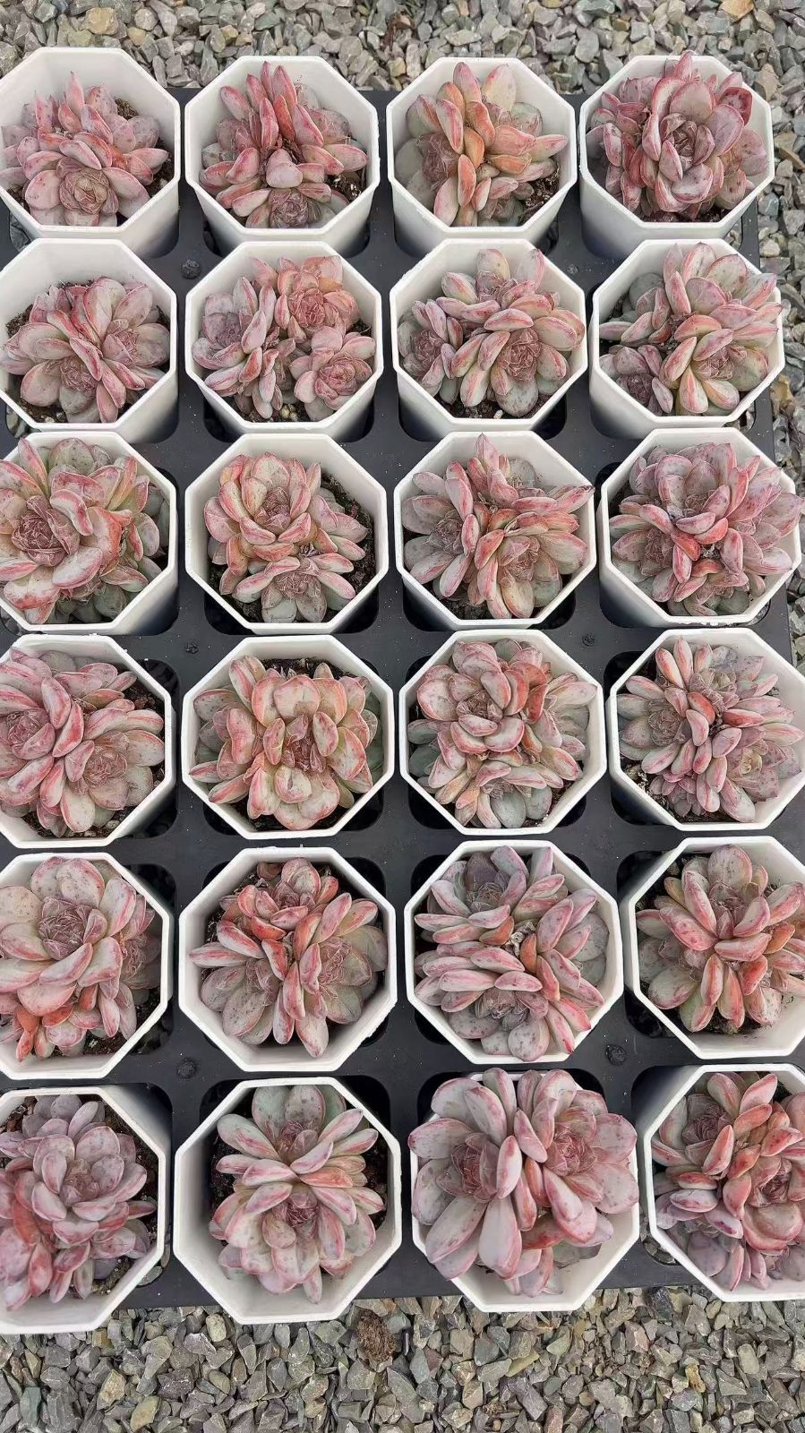 50株の抜き苗セット】スタージェニー 多肉植物 佐川急便発送