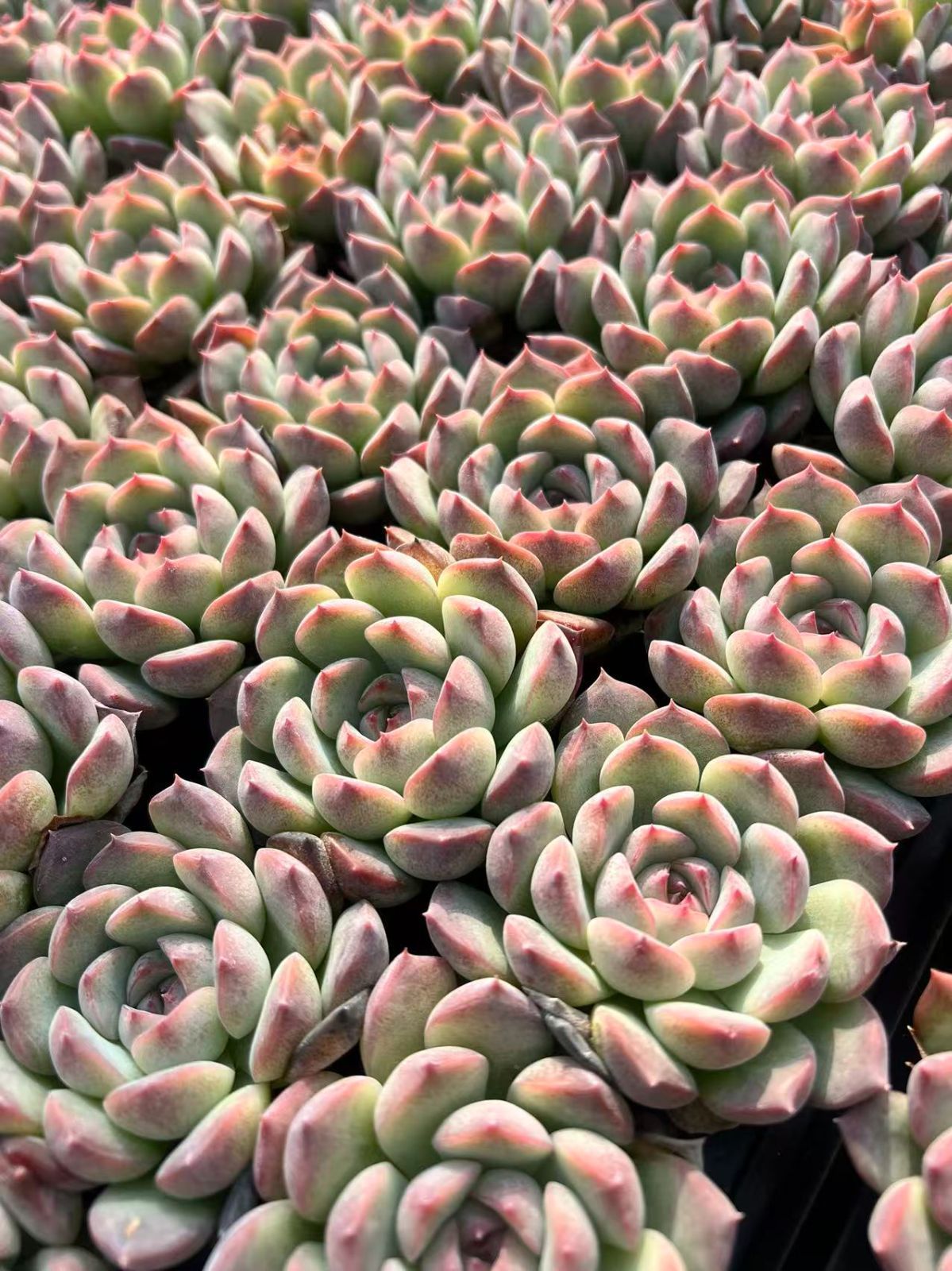 オリビア　抜き苗 オリビア 抜き苗