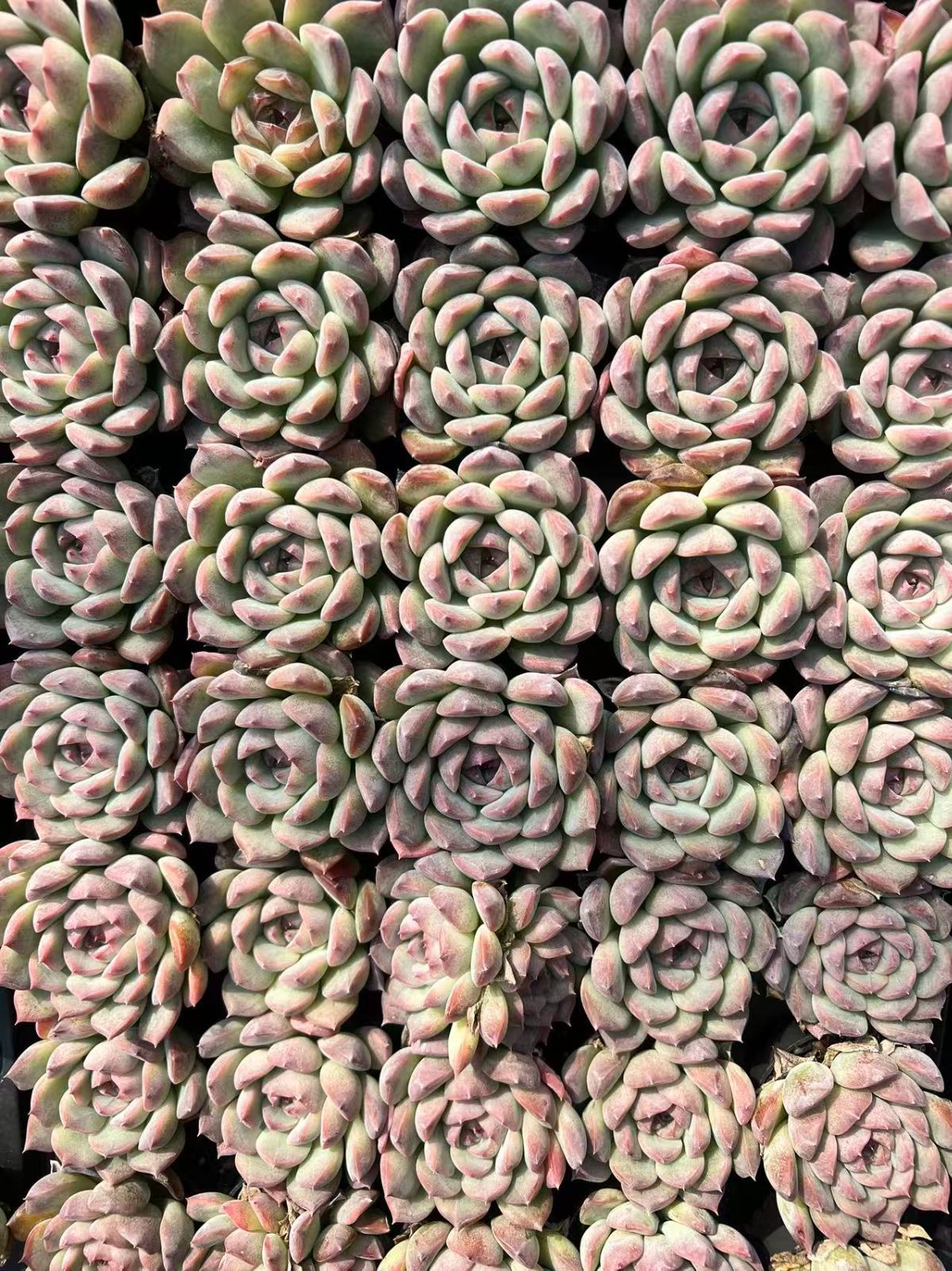 50株の抜き苗セット】アルバ・ジェニー 多肉植物 佐川急便発送