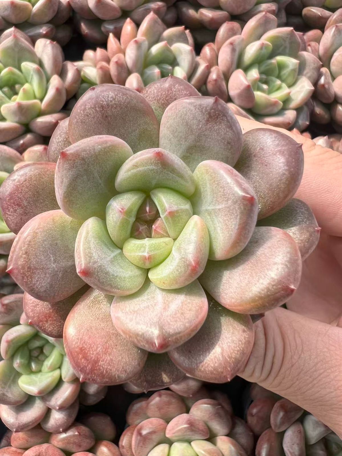 50株の抜き苗セット】ルビー・ジェニー 多肉植物 佐川急便発送