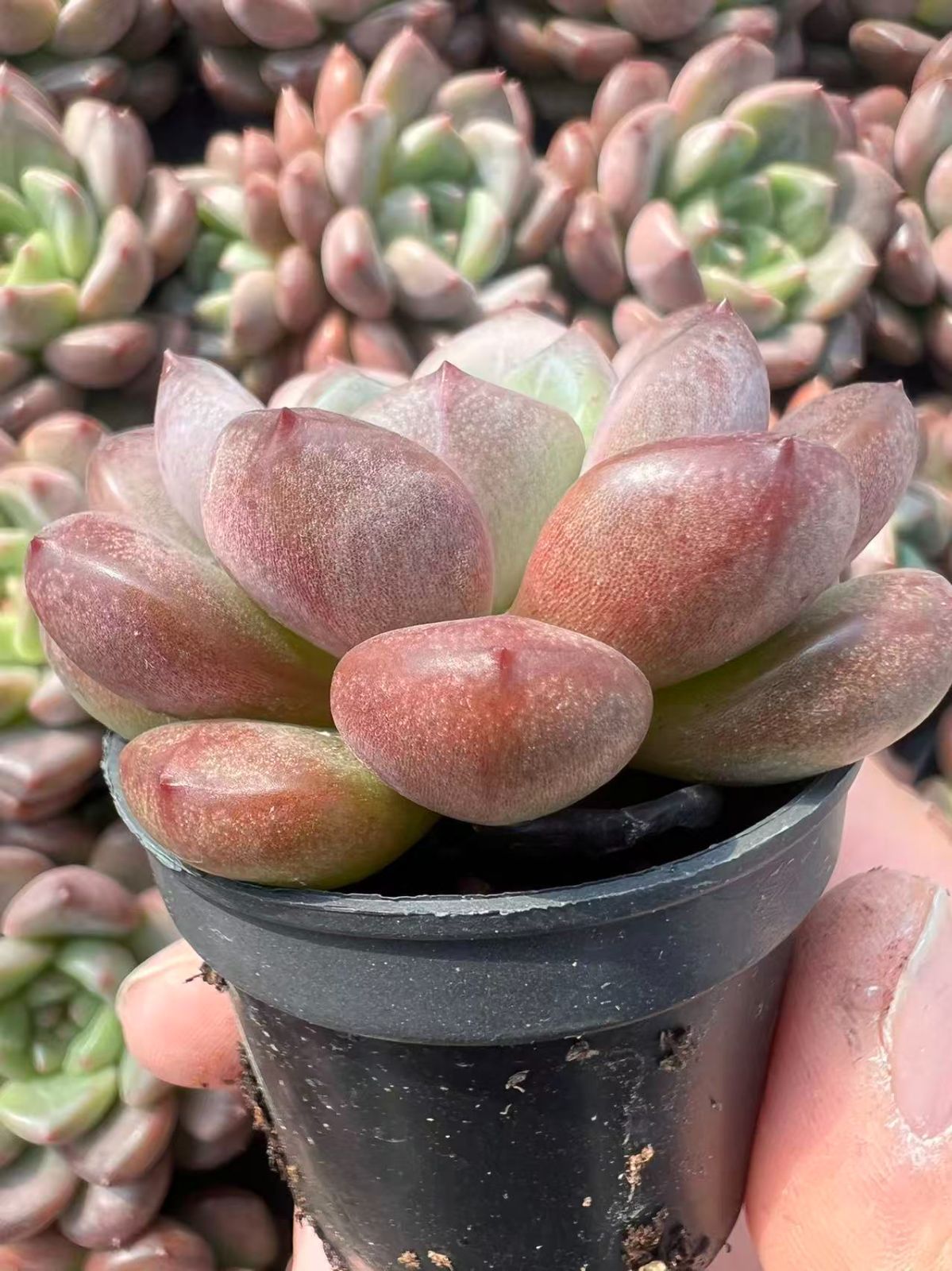 50株の抜き苗セット】ルビー・ジェニー 多肉植物 佐川急便発送