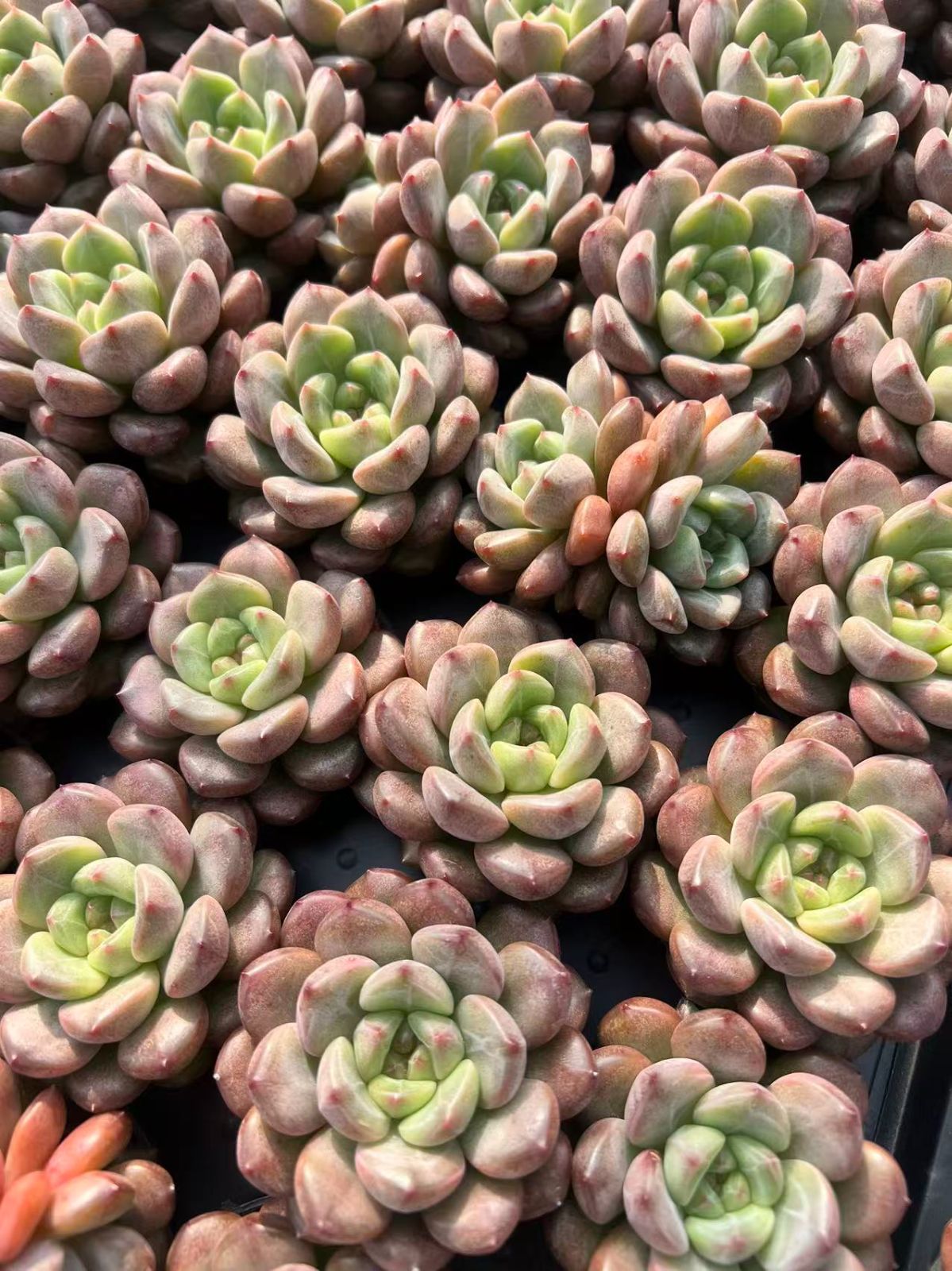 50株の抜き苗セット】ルビー・ジェニー 多肉植物 佐川急便発送