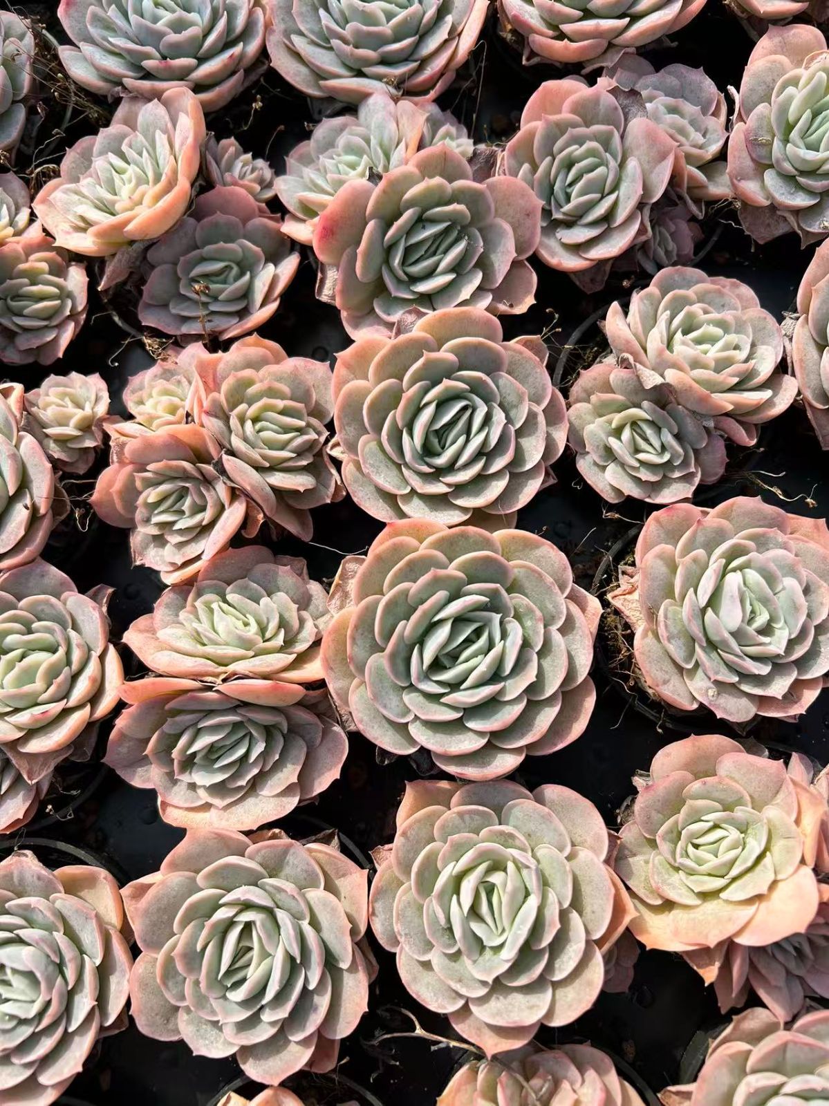 ラブリーローズ抜き苗  4苗セット ラブリーローズ抜き苗 4苗セット 多肉☆ラブリーローズ錦(大）・白斑