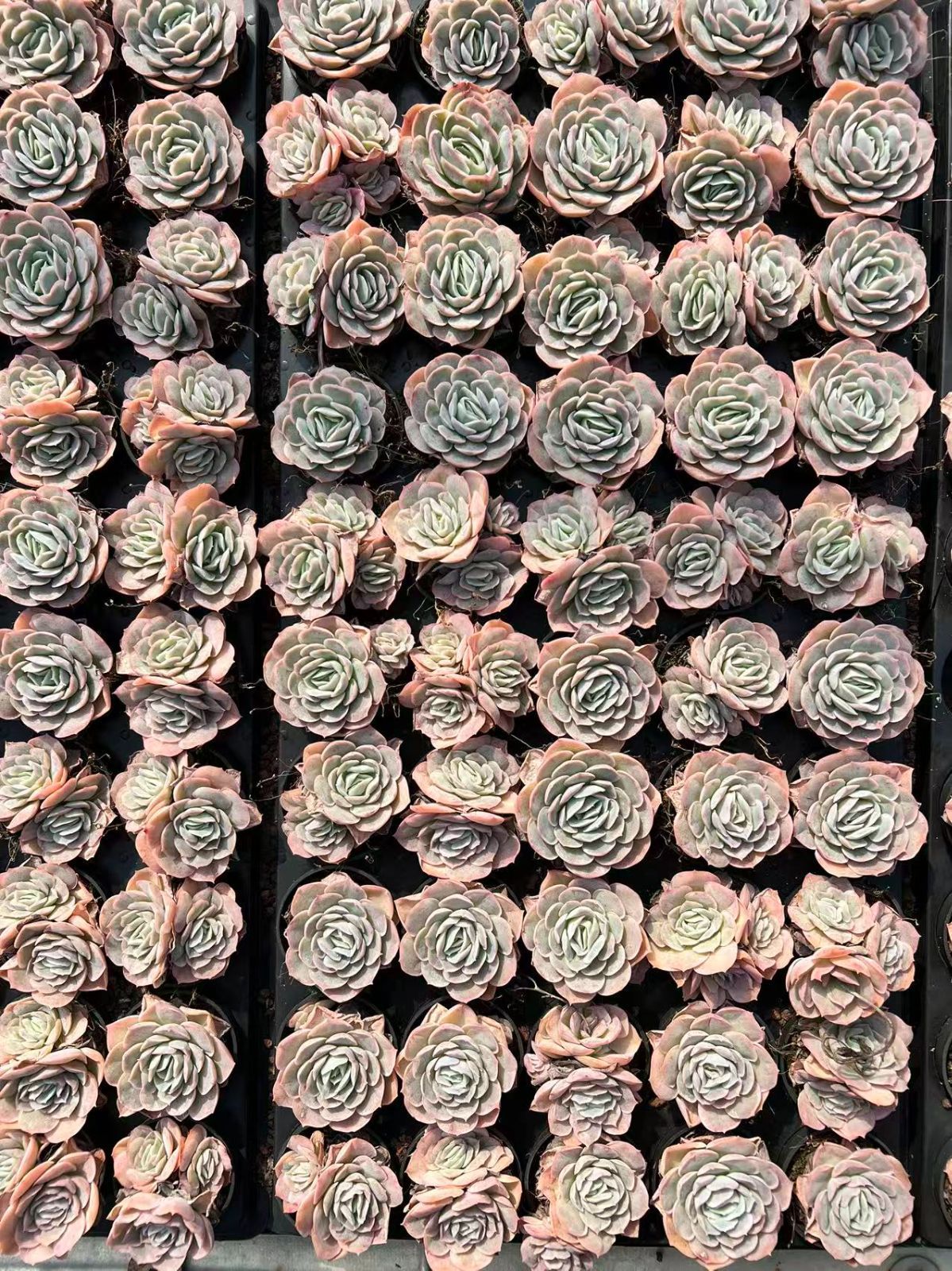 50株の抜き苗セット】ラブリーローズ・オレンジ 多肉植物 佐川急便発送