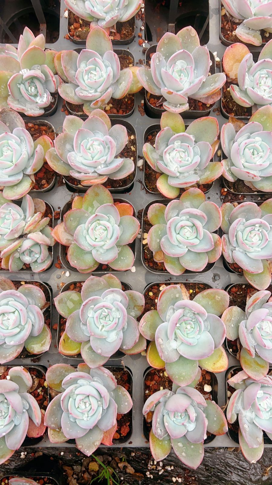 50株の抜き苗セット】ブリンクス・ブルー 多肉植物 佐川急便発送