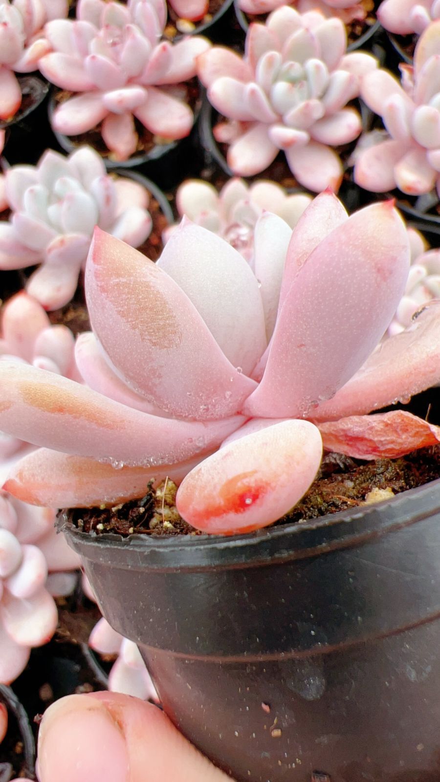 50株の抜き苗セット】スタースノー 多肉植物 佐川急便発送 エケベリア