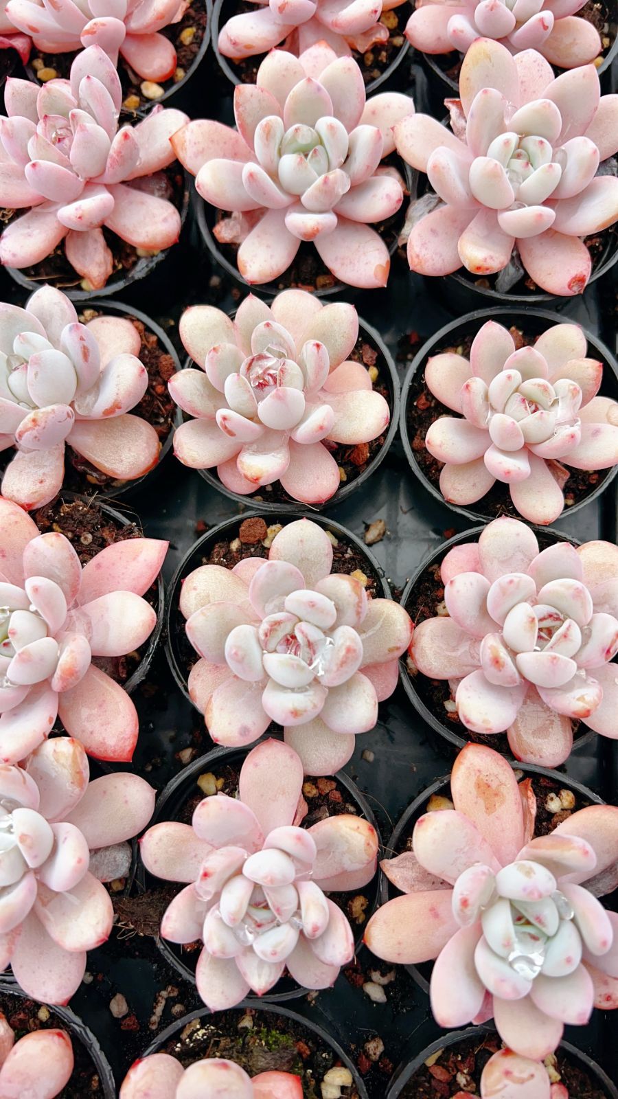 50株の抜き苗セット】スタースノー 多肉植物 佐川急便発送 エケベリア