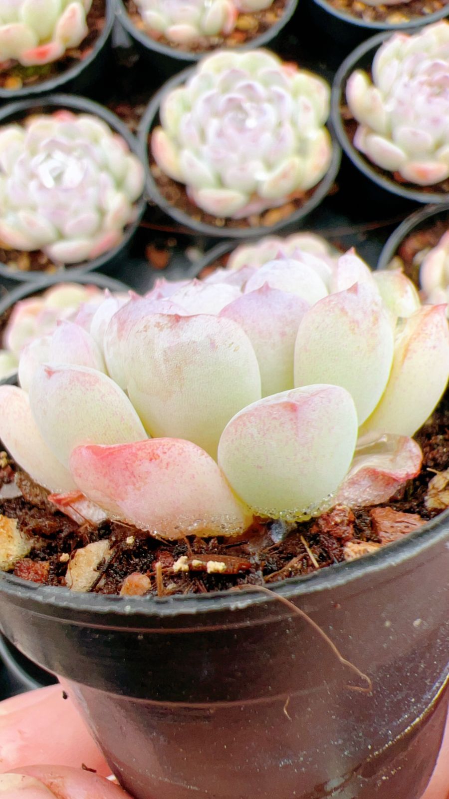 50株の抜き苗セット】雪顔 多肉植物 佐川急便発送 エケベリア 韓国苗