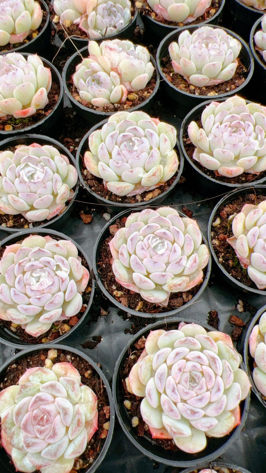 50株の抜き苗セット】雪顔 多肉植物 佐川急便発送 エケベリア 韓国苗