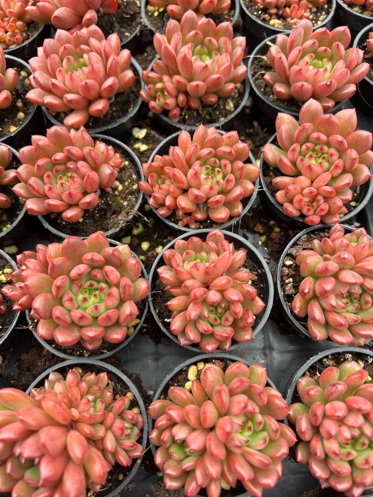 50株の抜き苗セット】ルビー 多肉植物 佐川急便発送 エケベリア 韓国苗