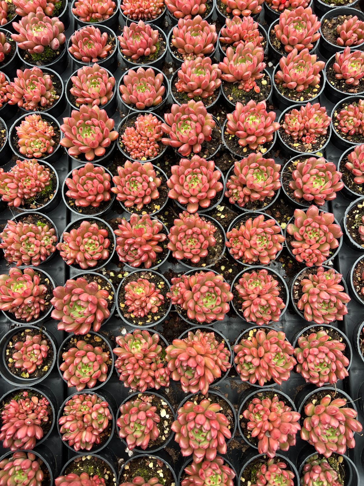 50株の抜き苗セット】ルビー 多肉植物 佐川急便発送 エケベリア 韓国苗