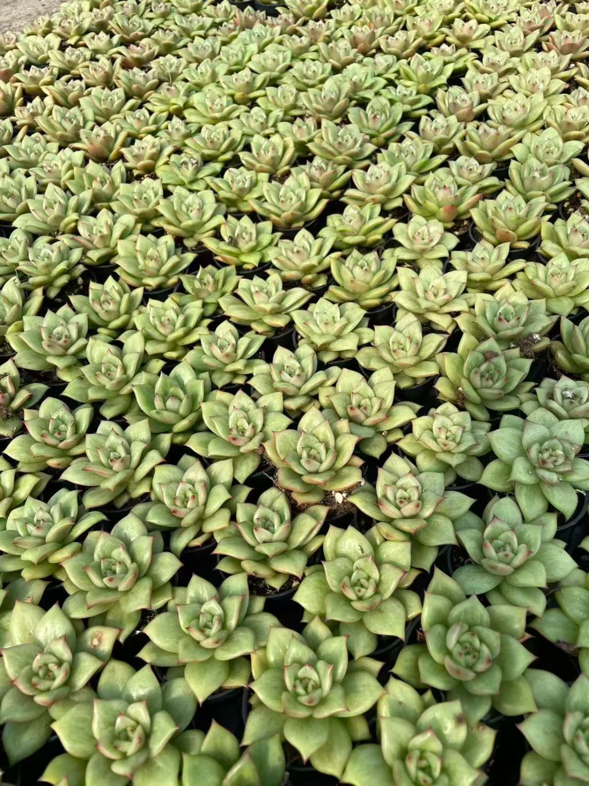 50株の抜き苗セット】グリーンバラ 多肉植物 佐川急便発送 エケベリア