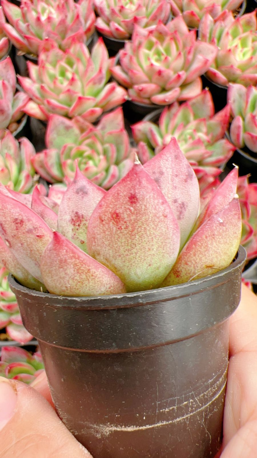 50株の抜き苗セット】フロリアナ 多肉植物 佐川急便発送 エケベリア