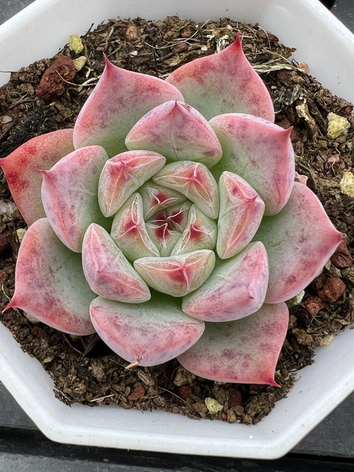 50株の抜き苗セット】ピンクネックレス 多肉植物 佐川急便発送