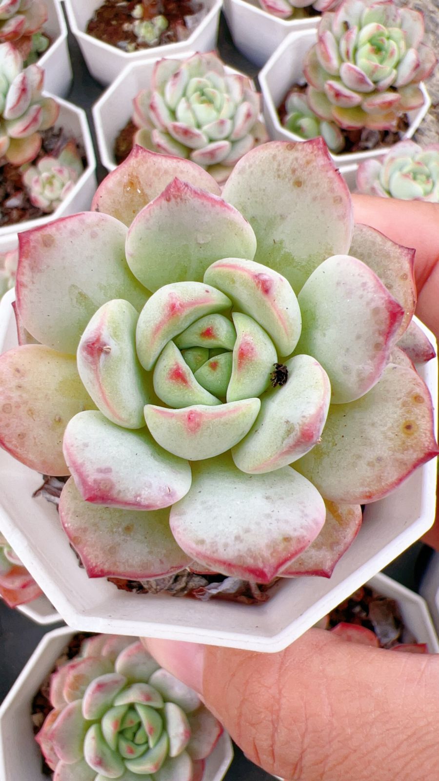 多肉植物 抜き苗 ６種セット ⑫ 多肉植物 抜き苗 6種セット ⑫ 抜き苗 ⑫ 6種セット 多肉植物