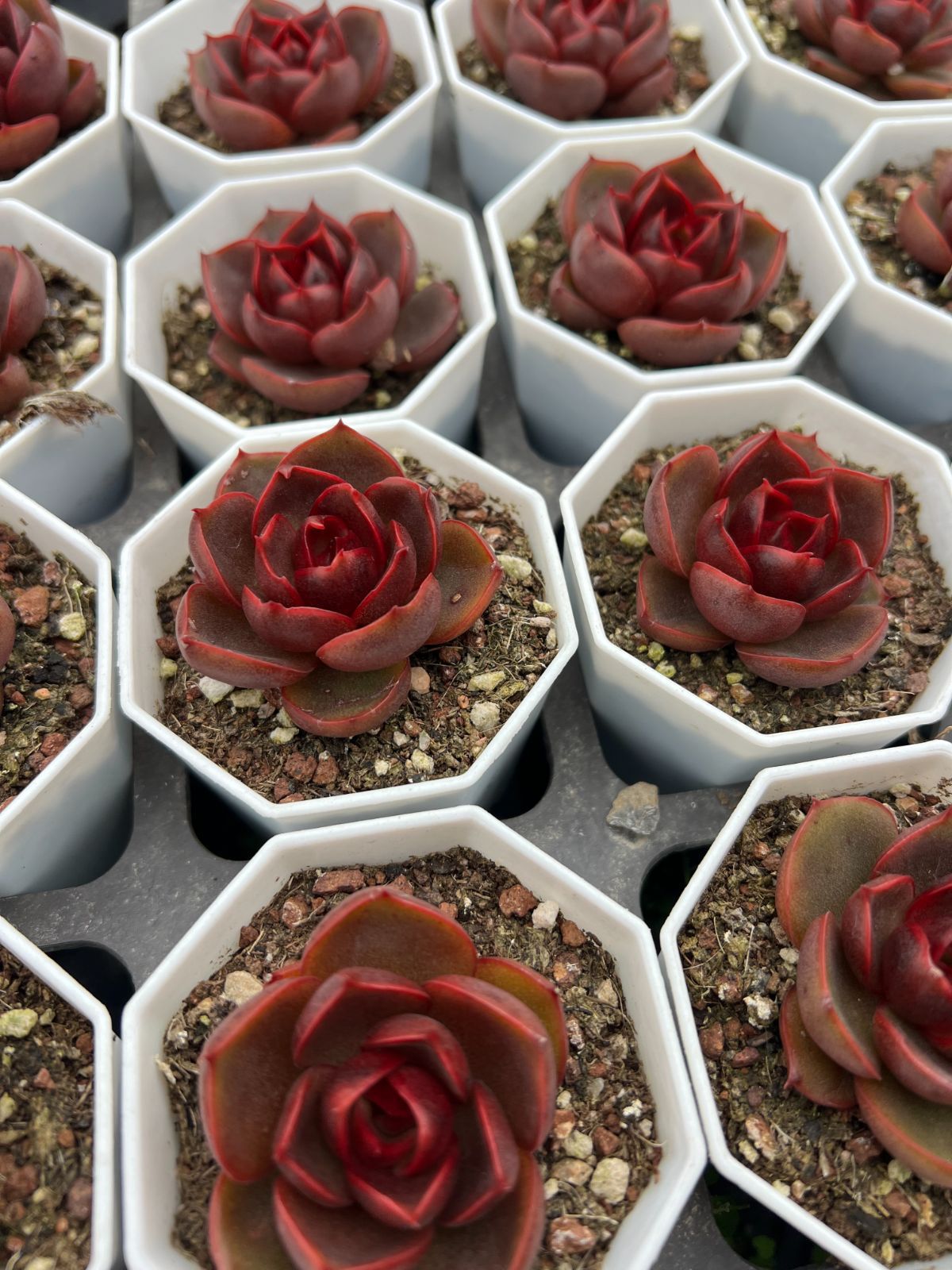 50株の抜き苗セット】レッドライト 多肉植物 佐川急便発送 エケベリア