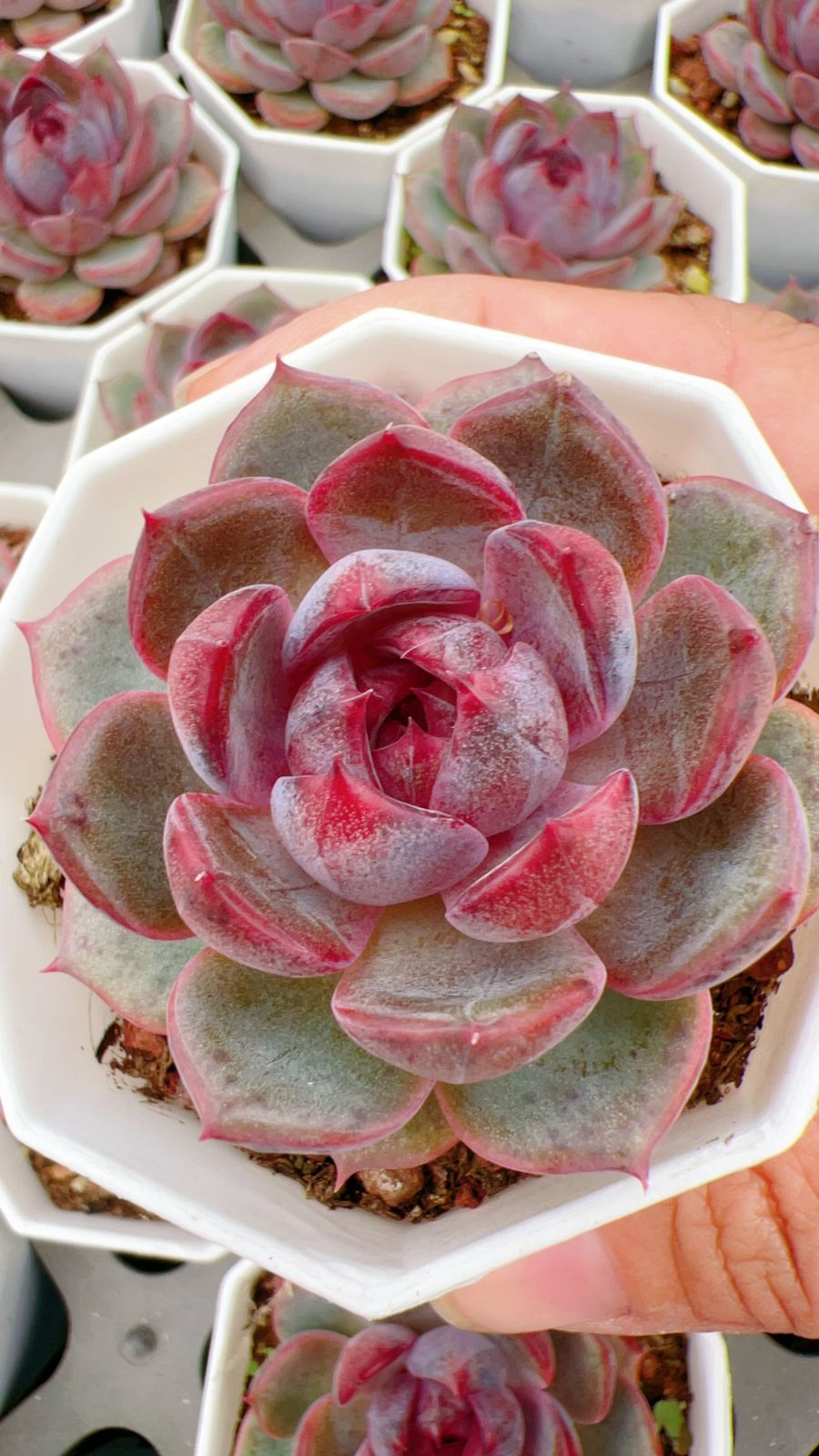 多肉植物 摘芯株 ブルーメタル錦 抜き苗 多肉植物 摘芯株 ブルーメタル