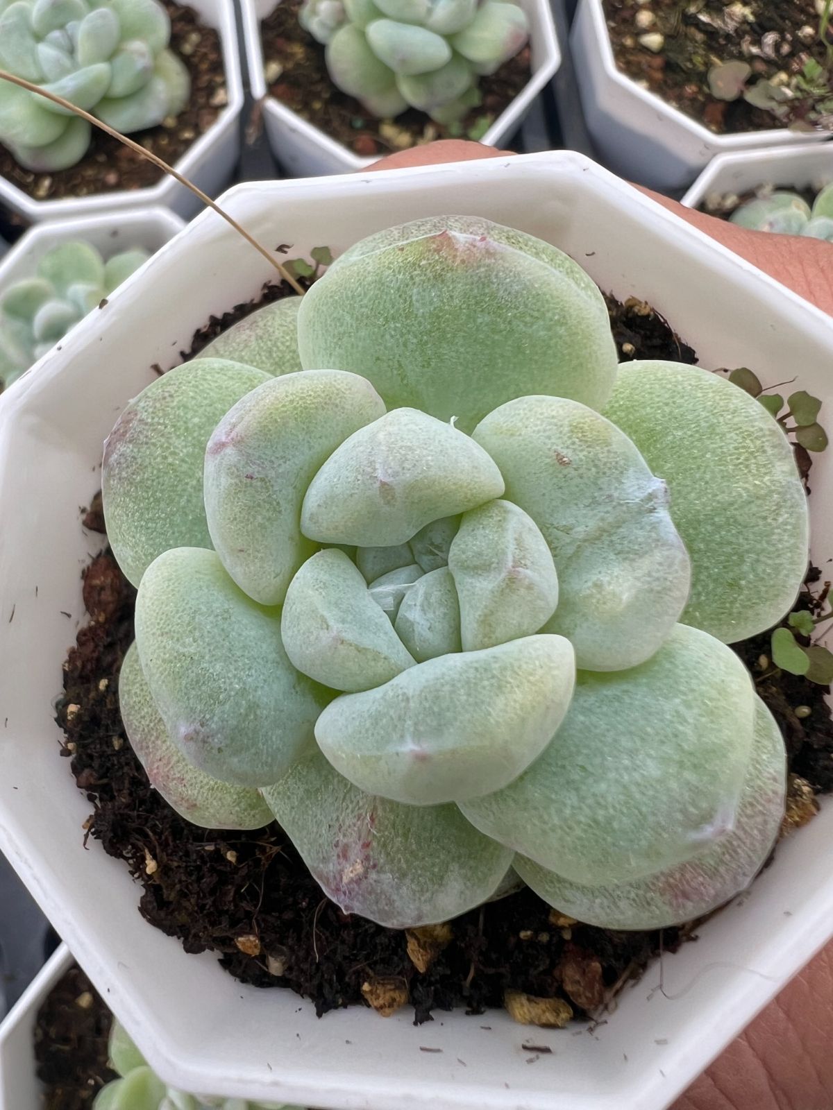 50株の抜き苗セット】アイスグリーン石化 多肉植物 佐川急便発送