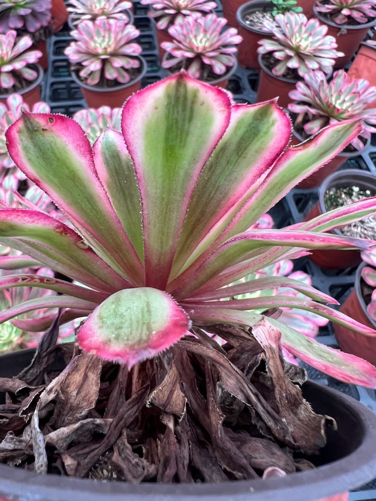 18株の抜き苗セット】シュクユウ 多肉植物 佐川急便発送 エケベリア