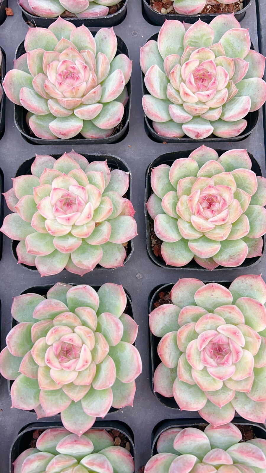 50株の抜き苗セット】ピンクハート 多肉植物 佐川急便発送 エケベリア