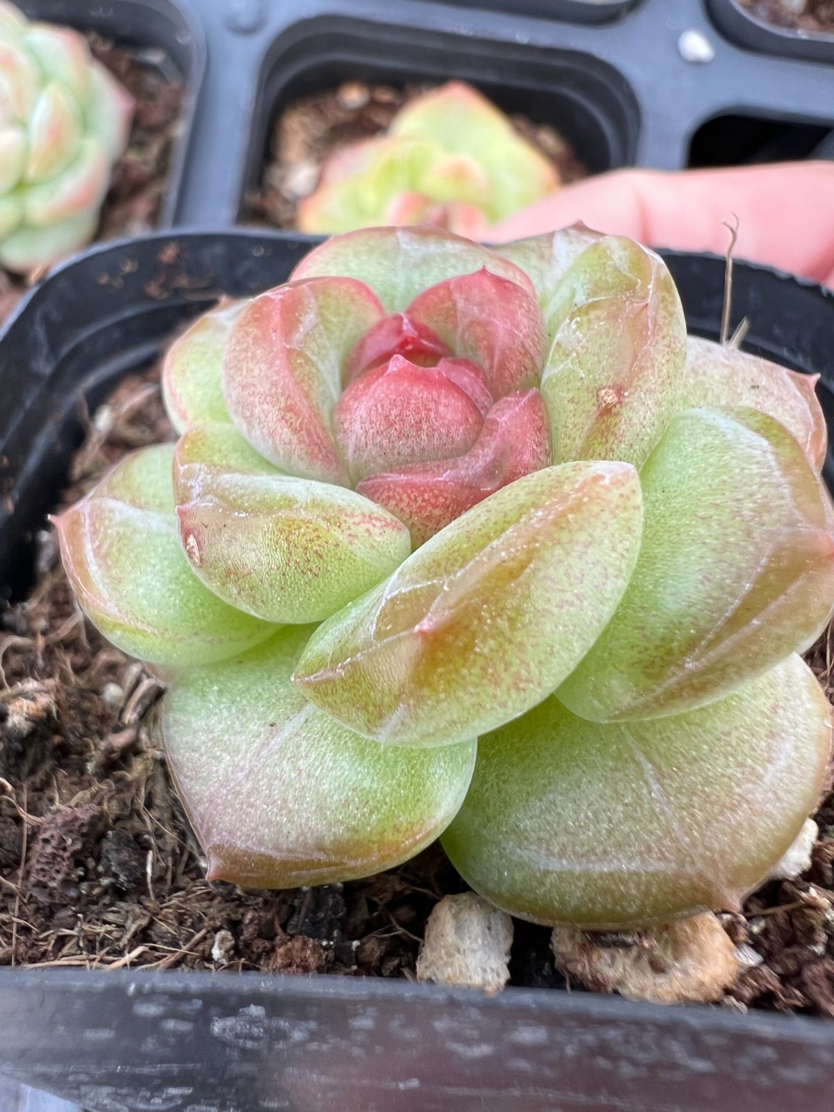 50株の抜き苗セット】グリーン・ピンクココロ 多肉植物 佐川急便発送