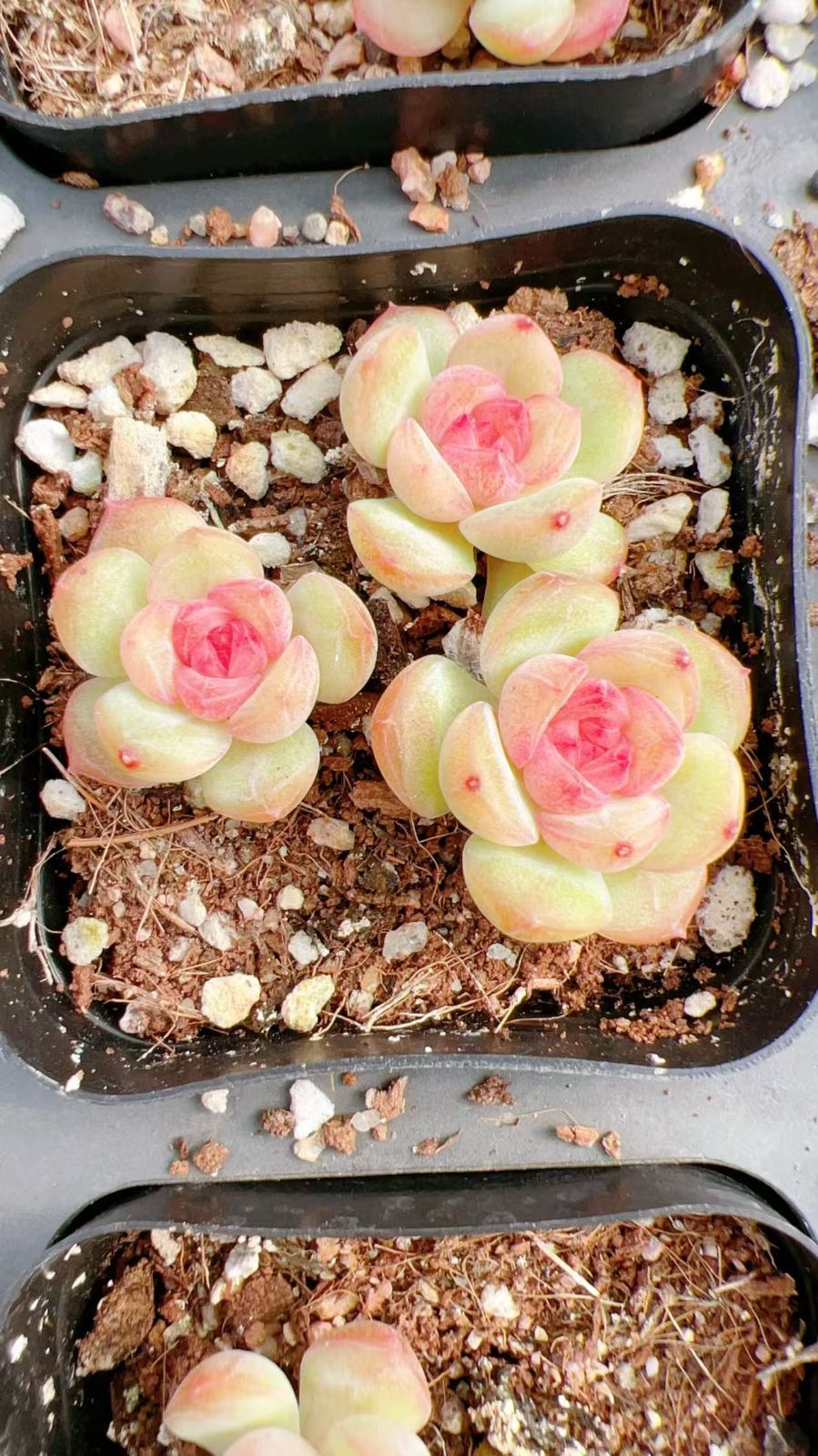 かわい子ちゃん葉挿し 子苗セット♡韓国苗 ぷっくり ピンク エケベリア