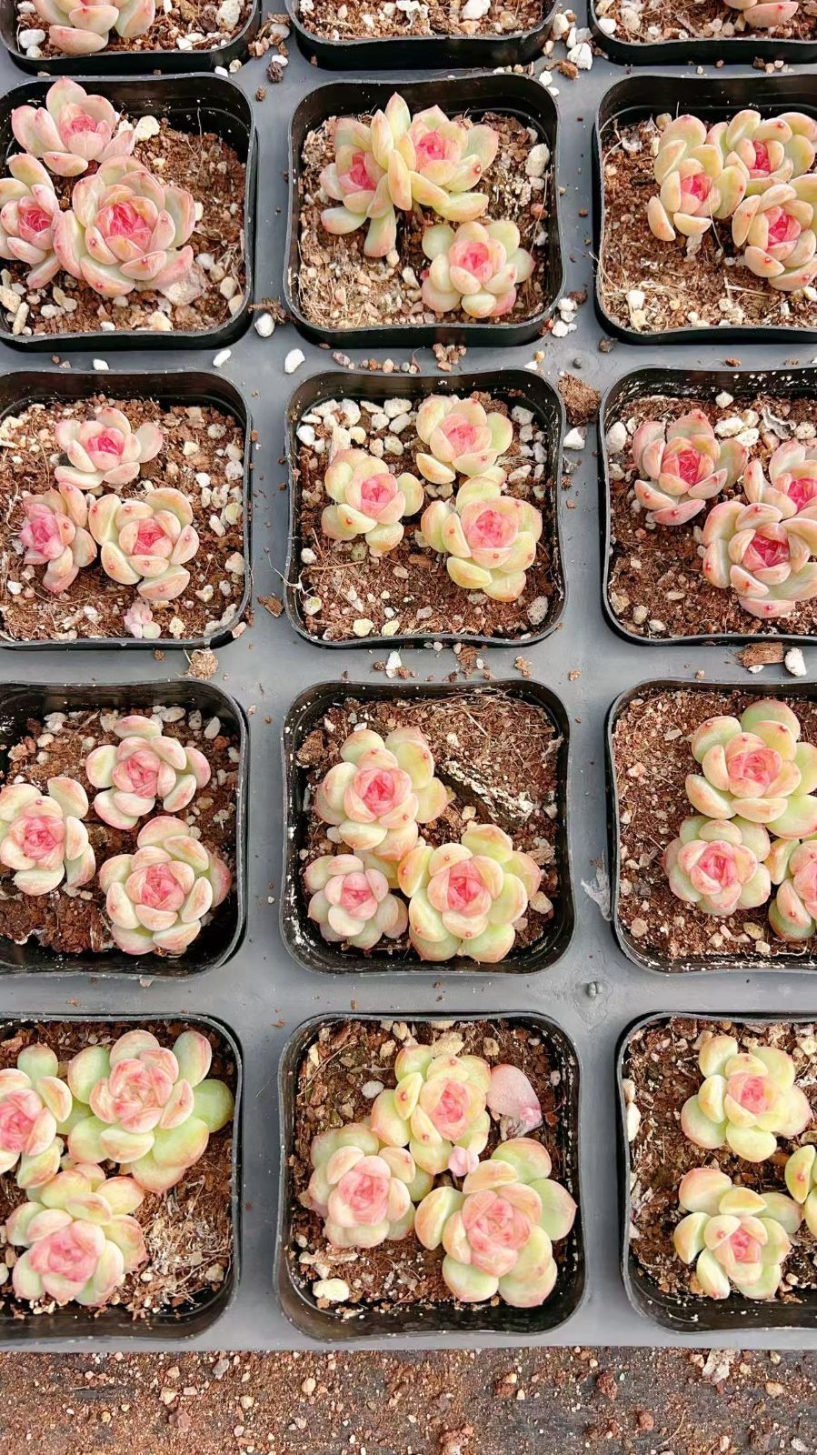 24株の抜き苗セット】フワフワ・ピンクココロ 多肉植物 佐川急便発送