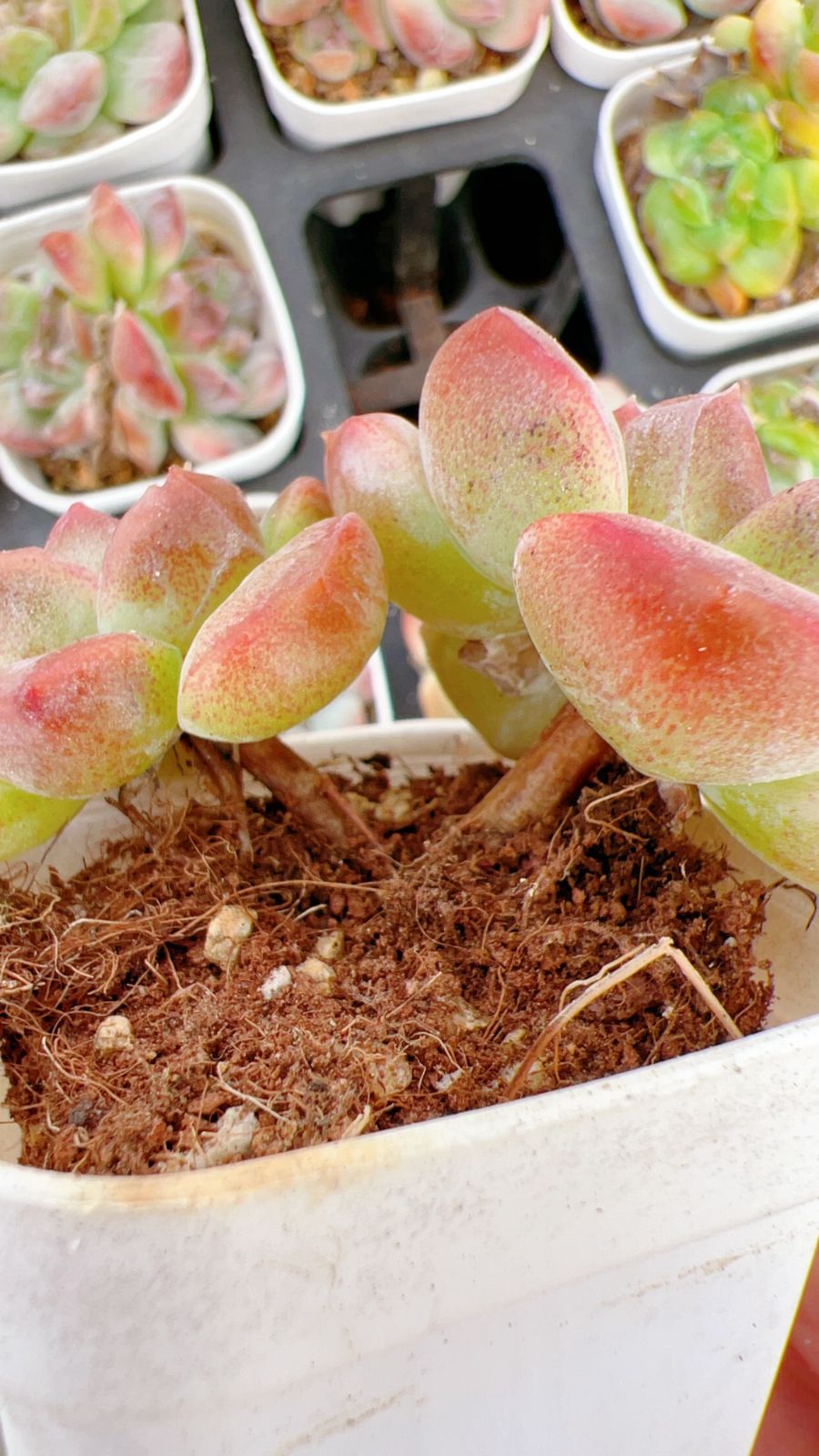 50株の抜き苗セット】フルーツキャンディー 多肉植物 佐川急便発送