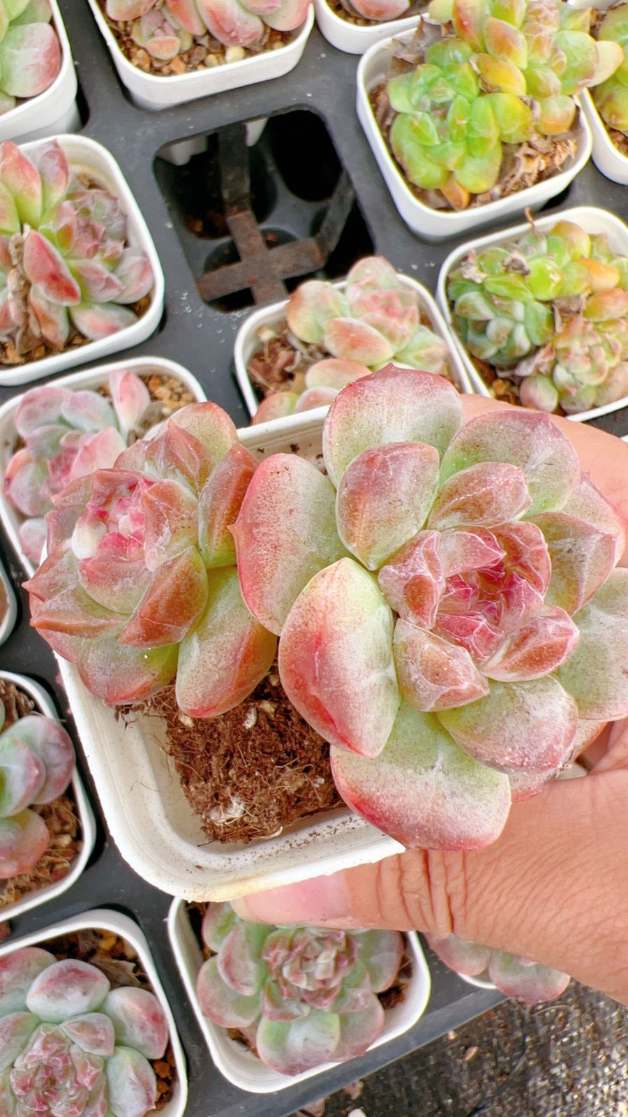 50株の抜き苗セット】フルーツキャンディー 多肉植物 佐川急便発送