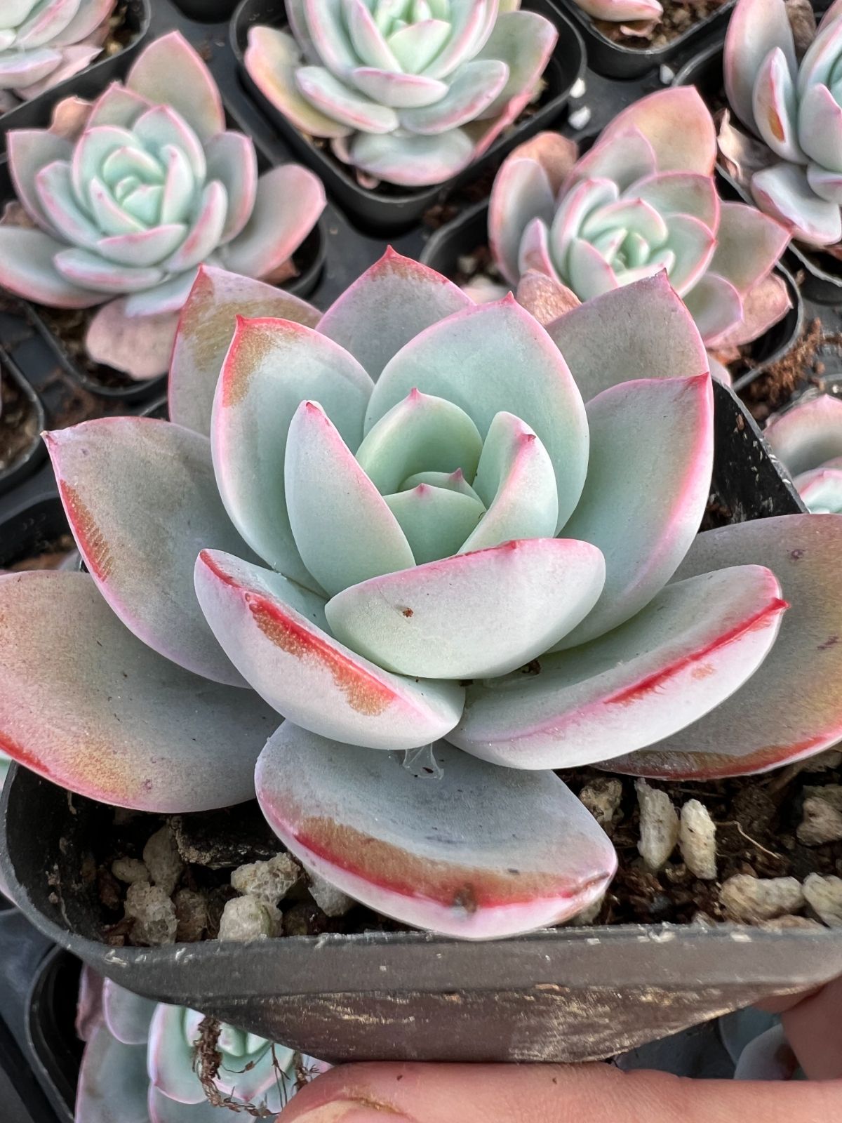 50株の抜き苗セット】ブリンクス・ブルー 多肉植物 佐川急便発送