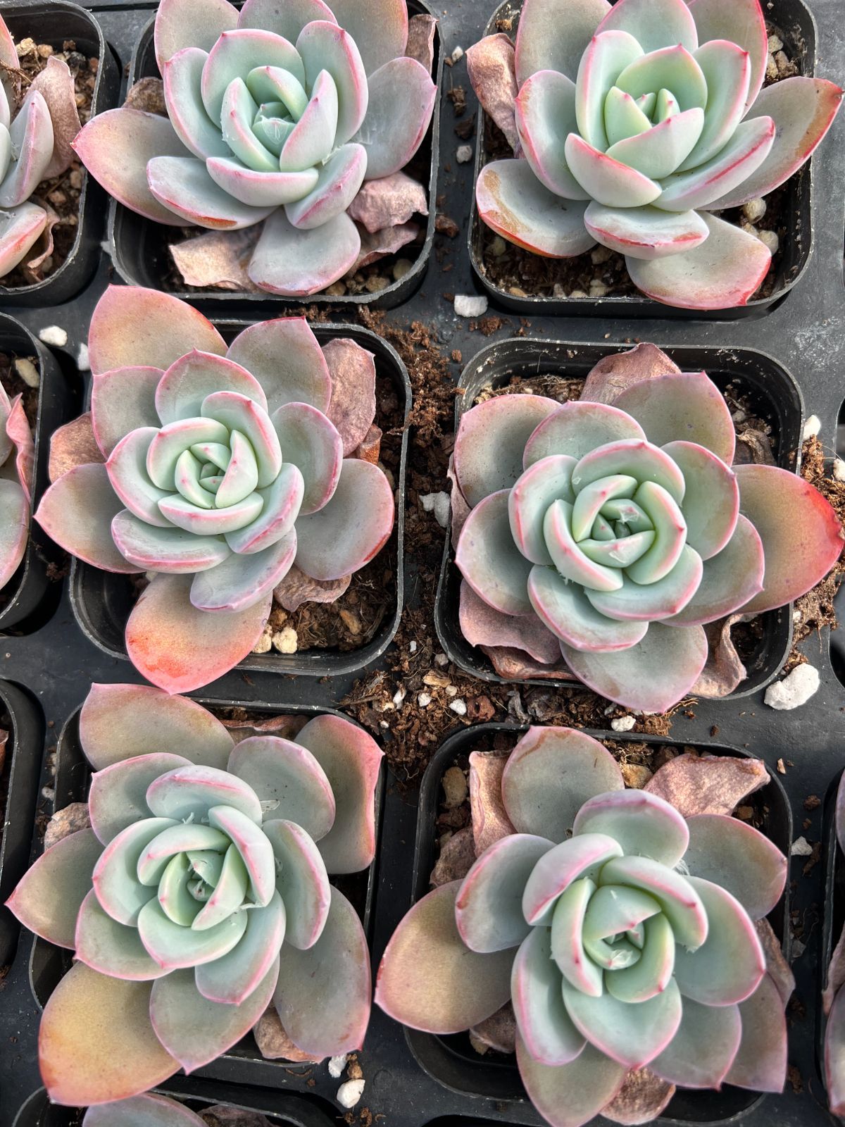 50株の抜き苗セット】ブリンクス・ブルー 多肉植物 佐川急便発送