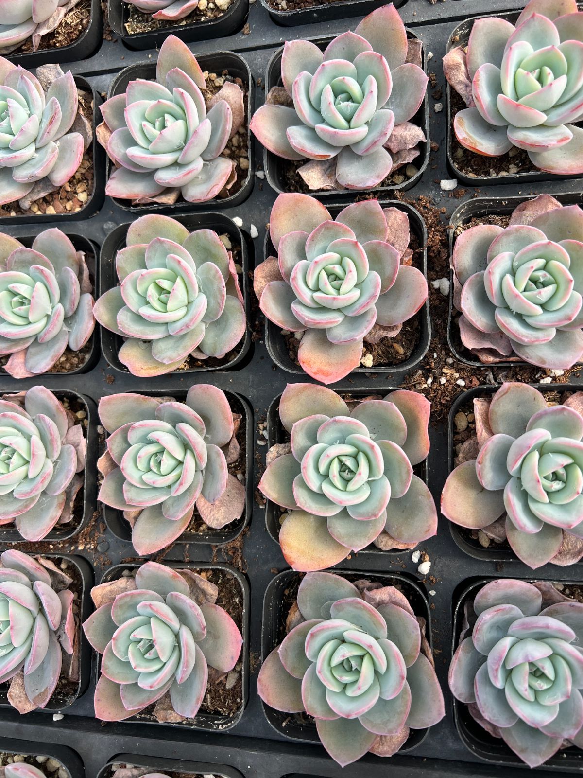 50株の抜き苗セット】ブリンクス・ブルー 多肉植物 佐川急便発送