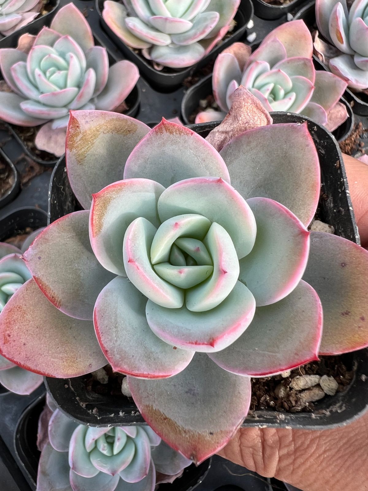 ぴ*け様 A-QS1007-2　ブルーベリー　抜き苗　35株　多肉植物 エケベリ ぴ*け様 A-QS1007-2 ブルーベリー 抜き苗 35株 多肉植物 エケベリ